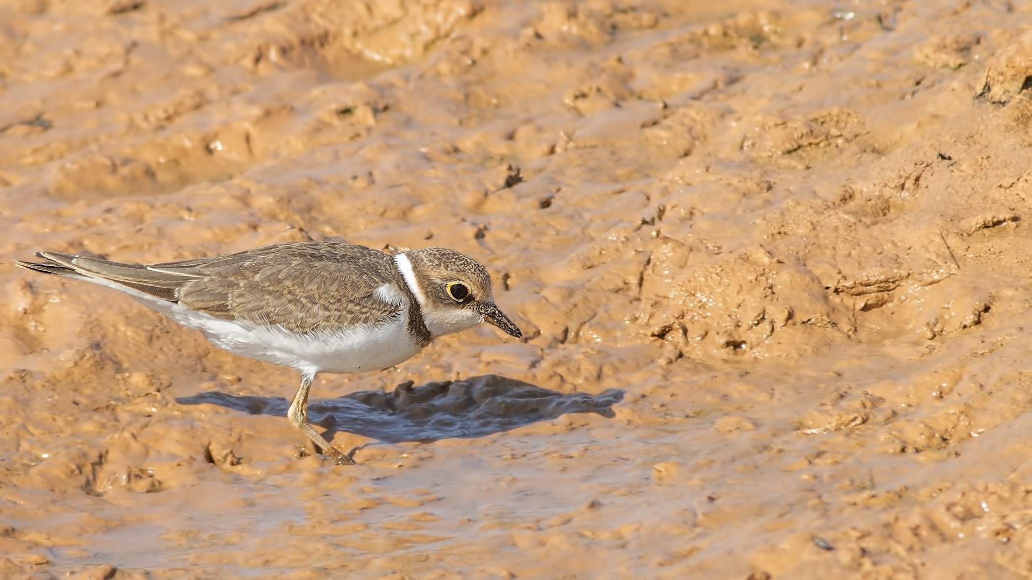 Common Ringed Plover