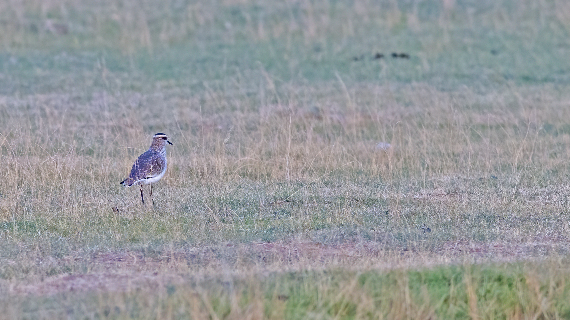 Sociable Lapwing