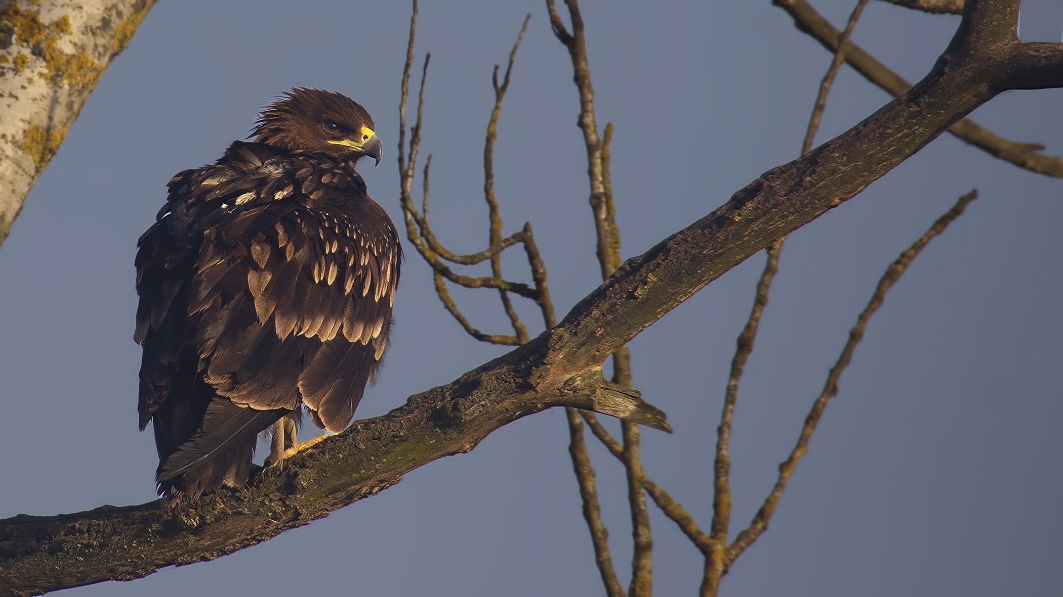 Greater Spotted Eagle