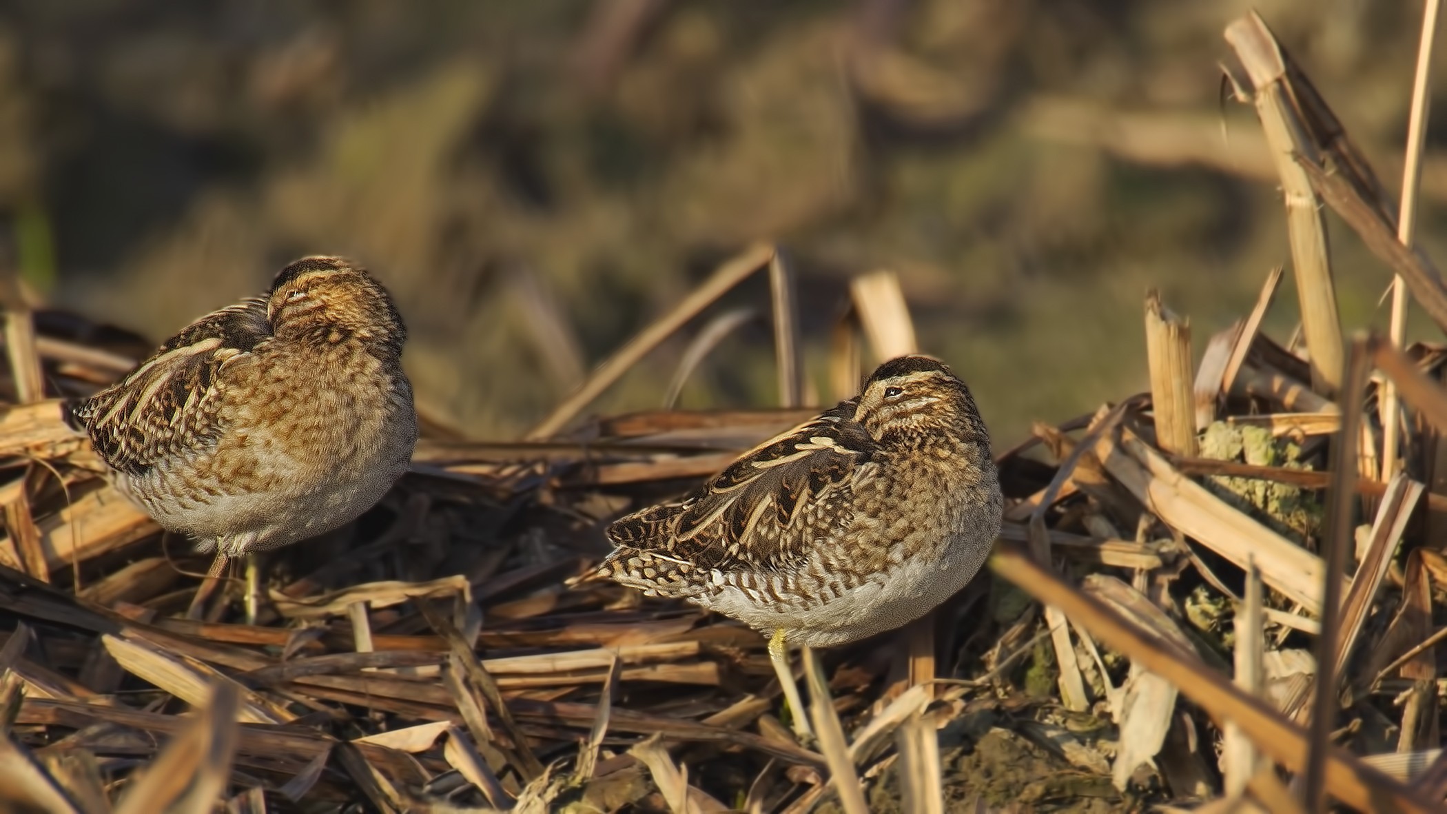 Common Snipe