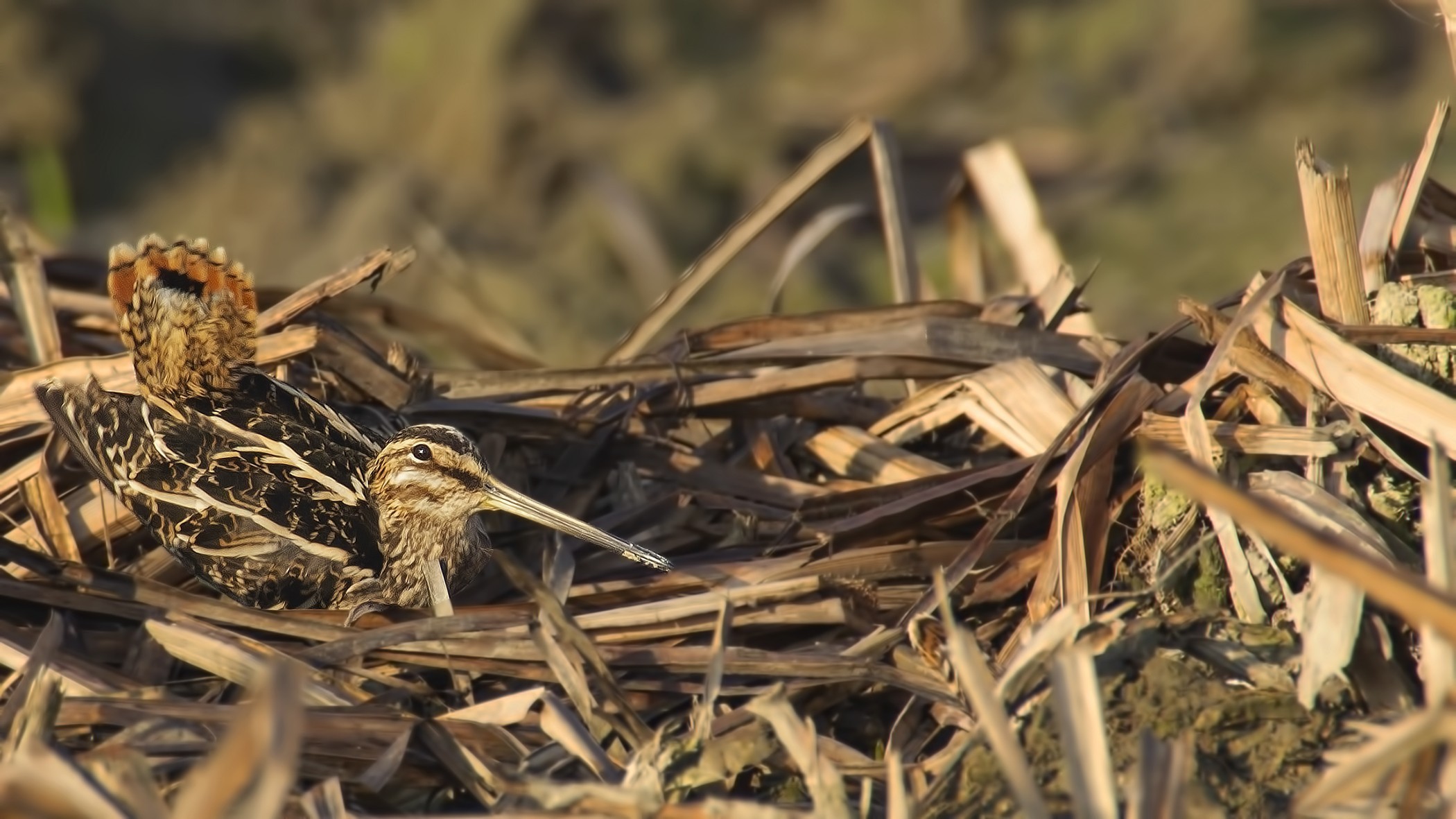 Common Snipe