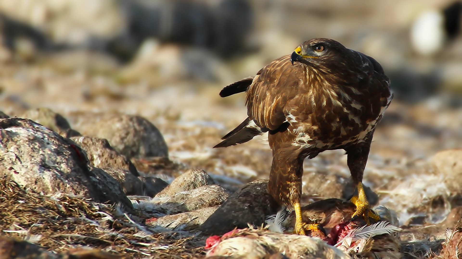 Eurasian Buzzard
