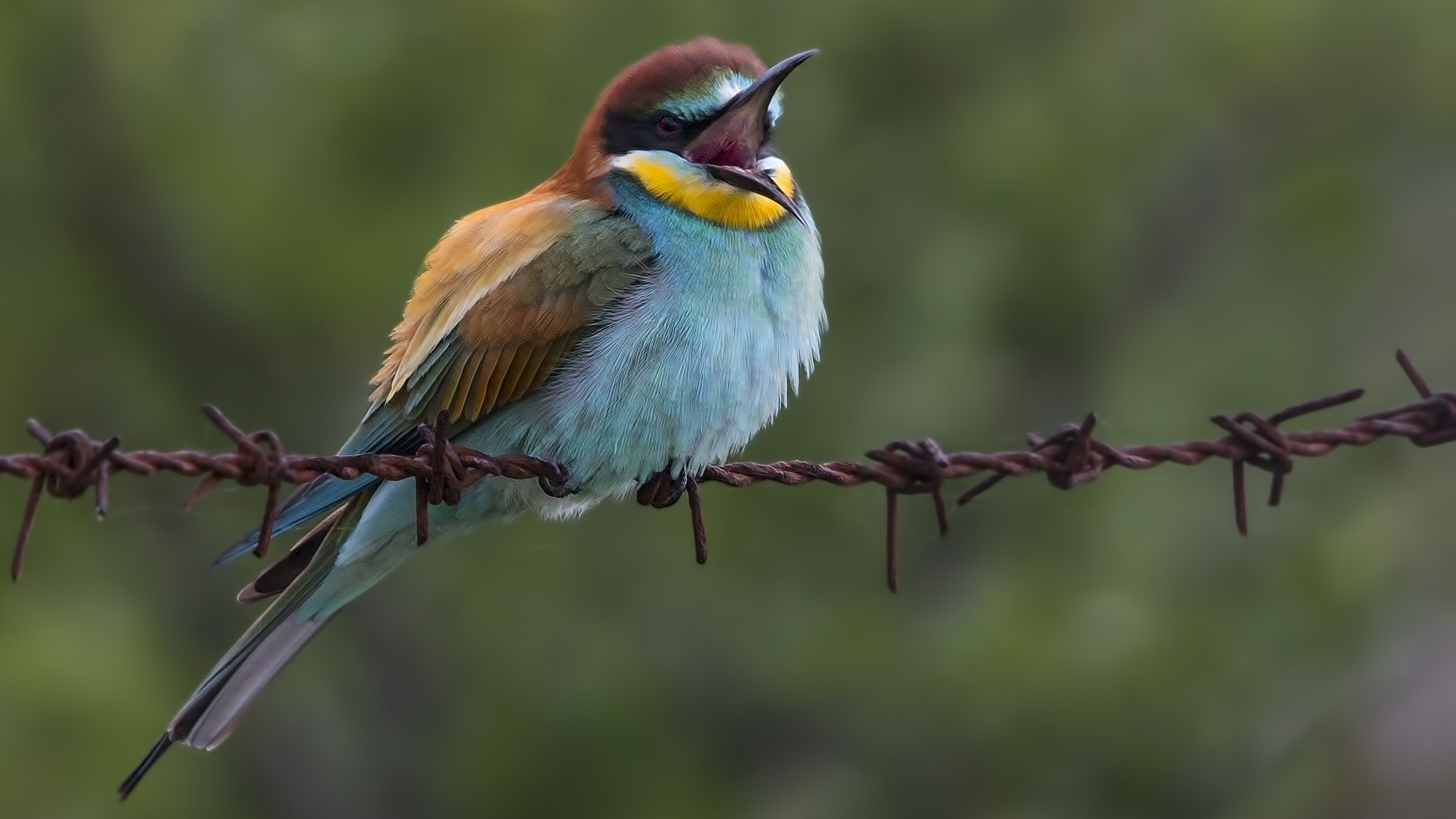 European Bee-eater