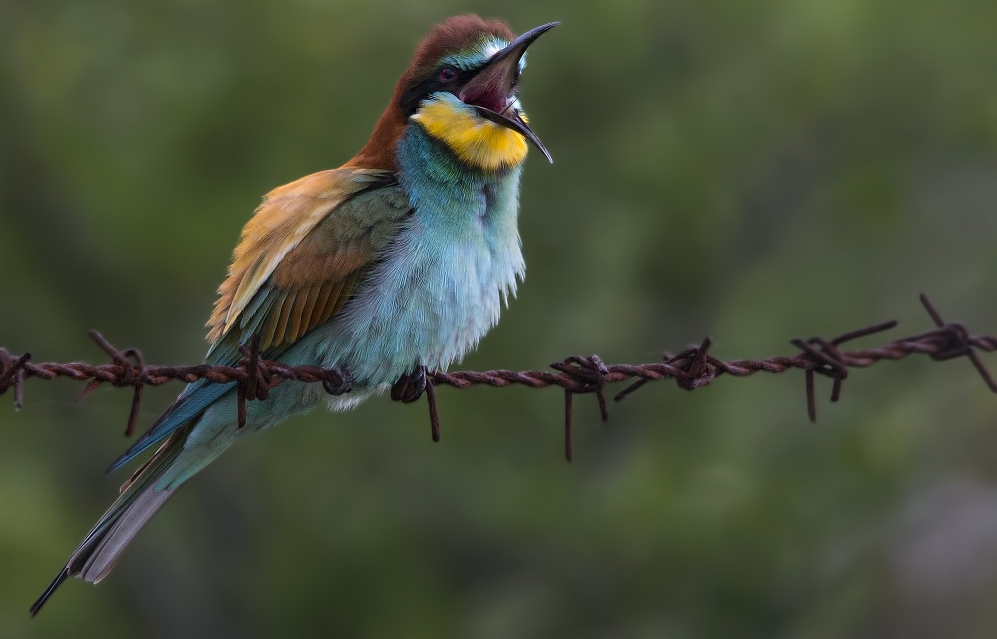 European Bee-eater