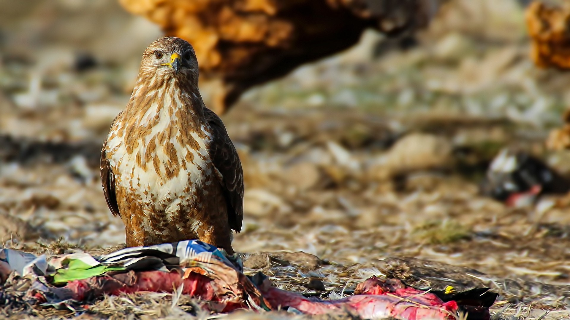 Eurasian Buzzard