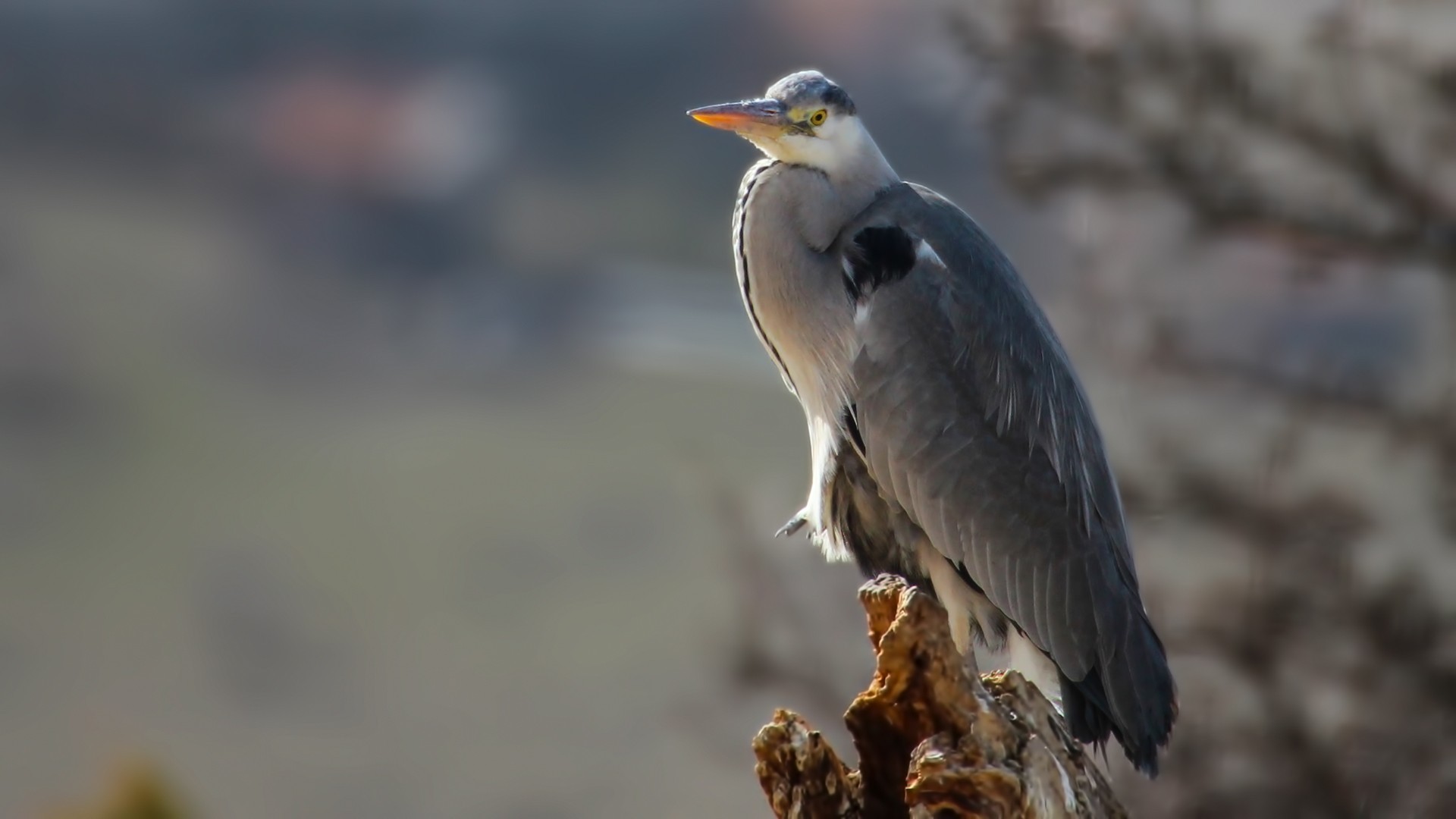 Grey Heron