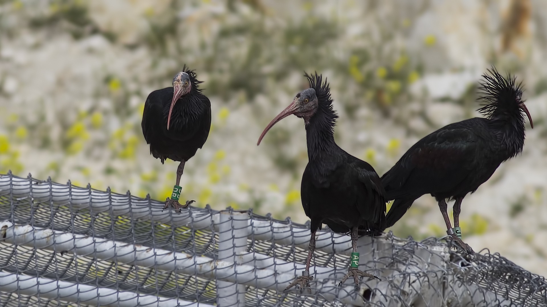 Northern Bald Ibis