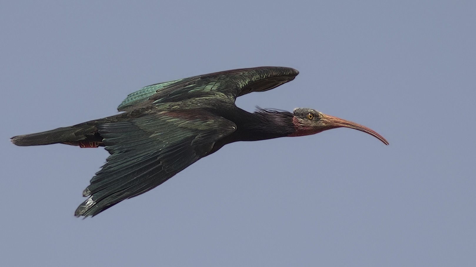 Northern Bald Ibis