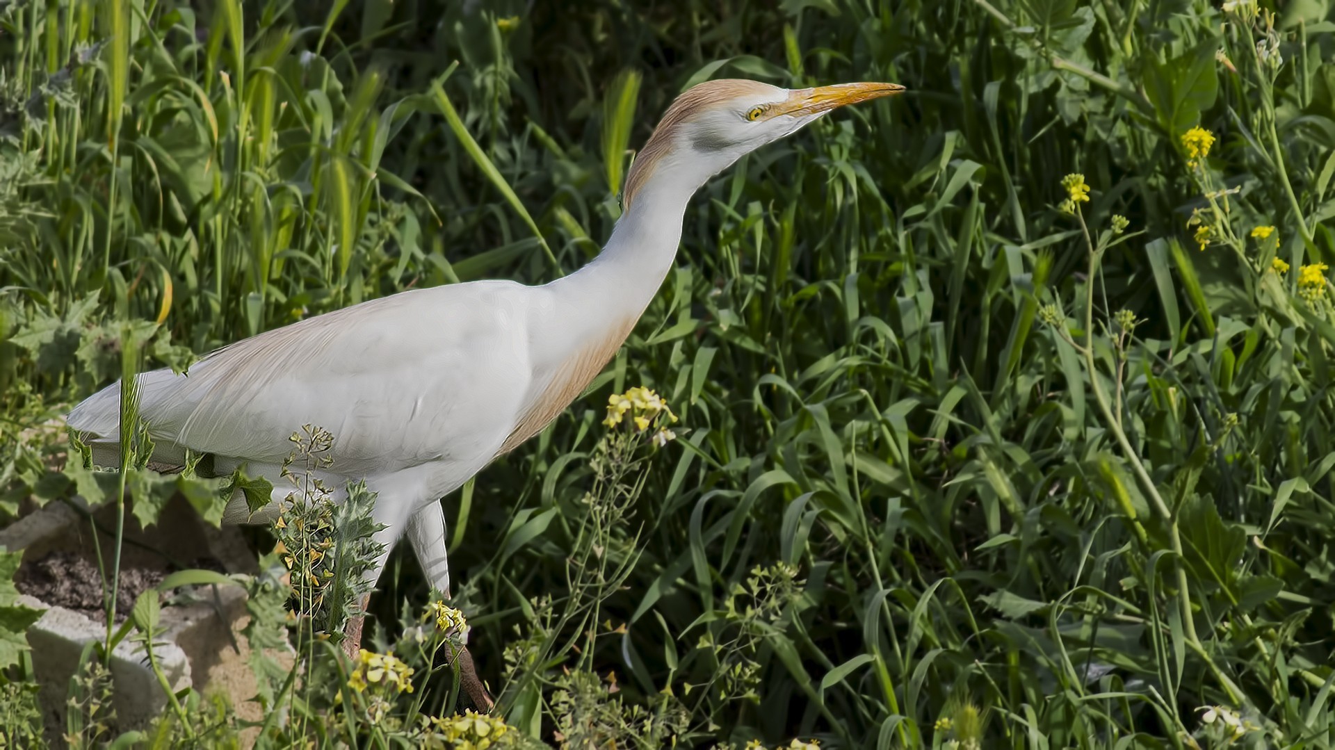 Cattle Egret