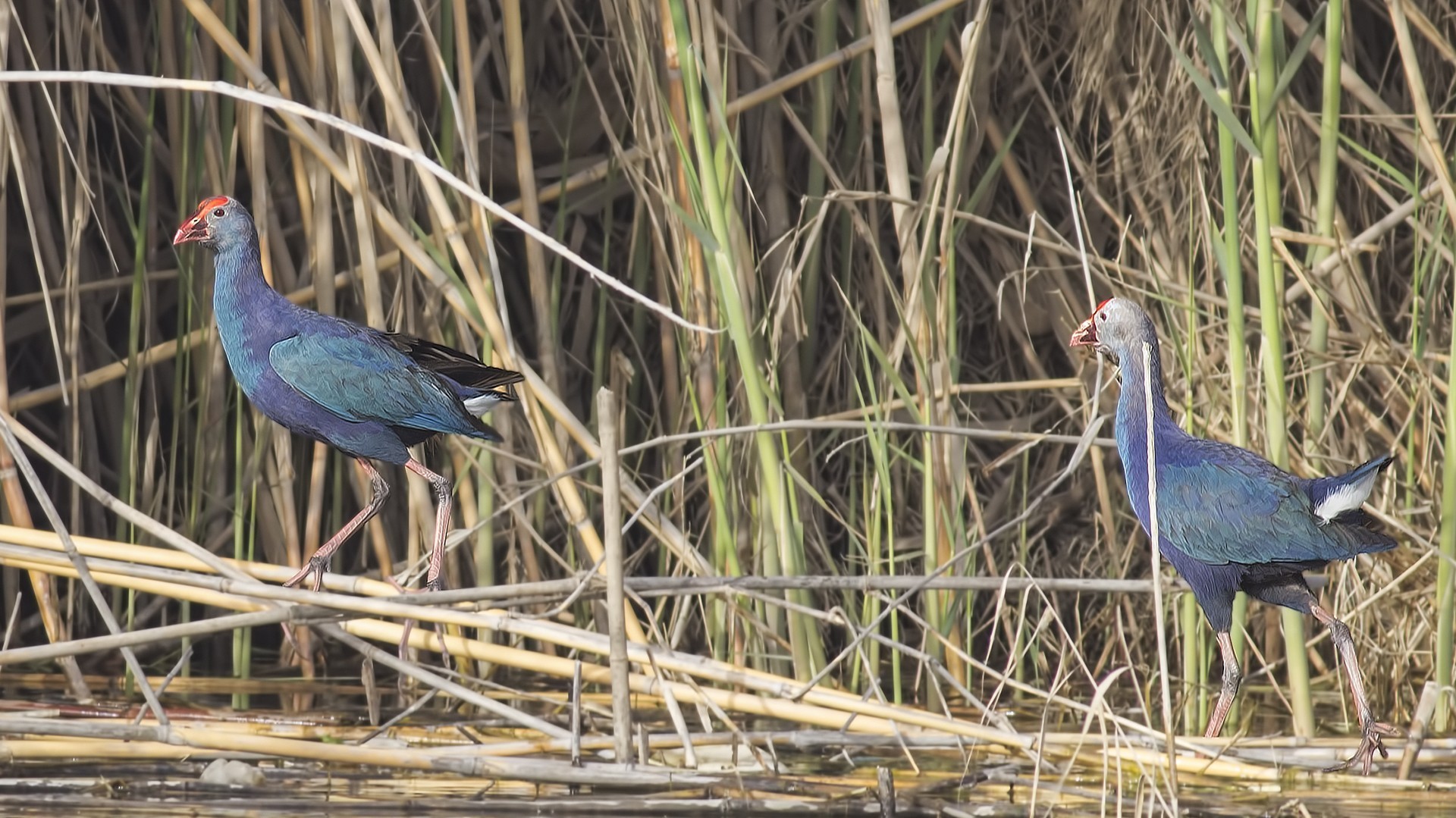 Western Swamphen