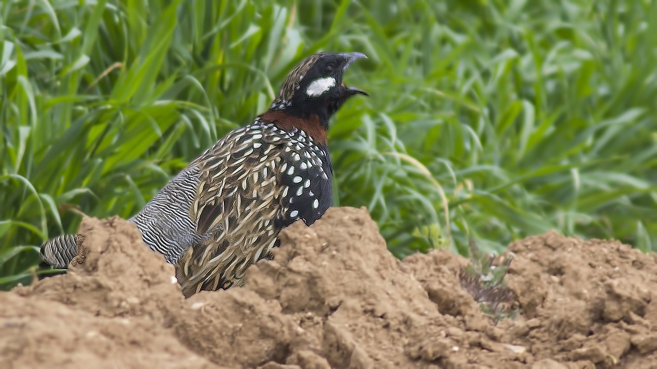 Black Francolin