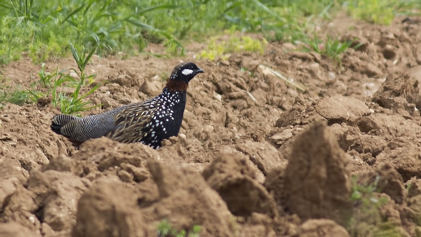 Black Francolin