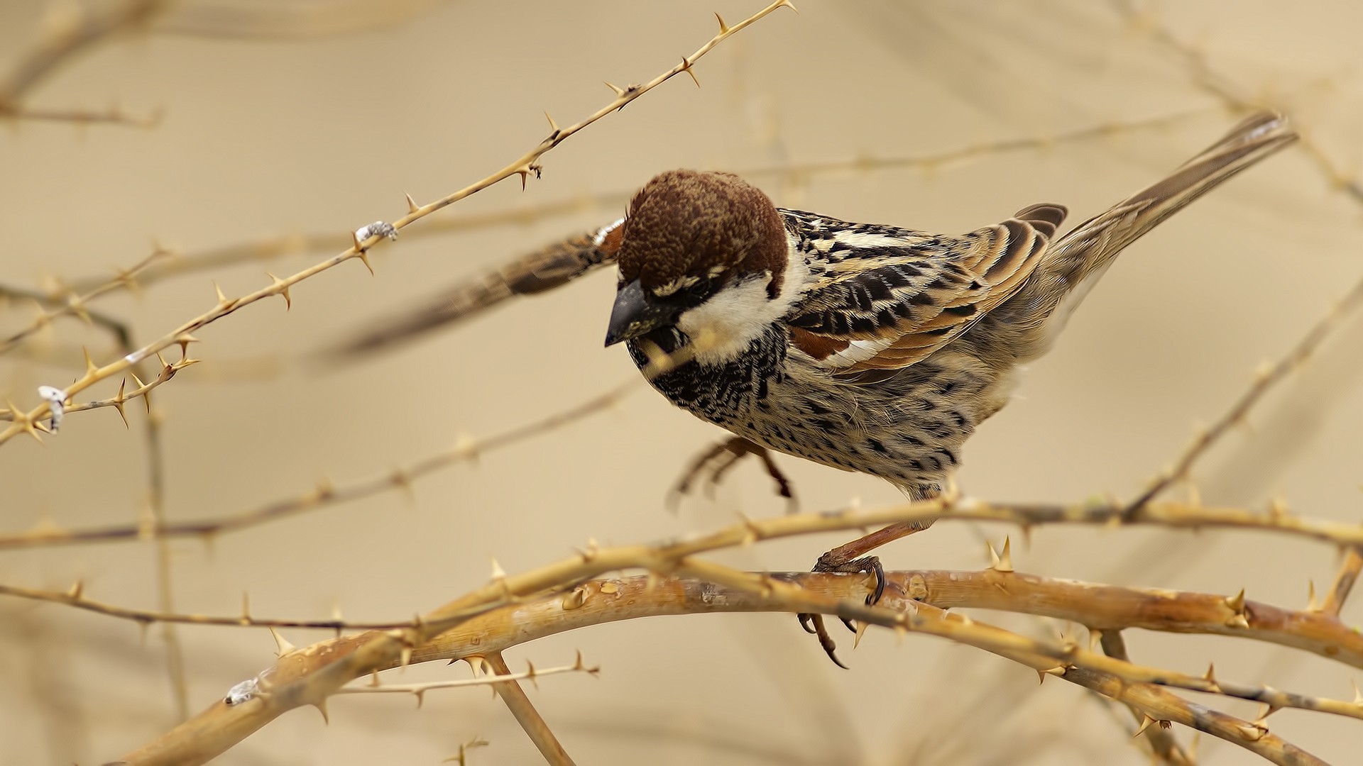 Spanish Sparrow