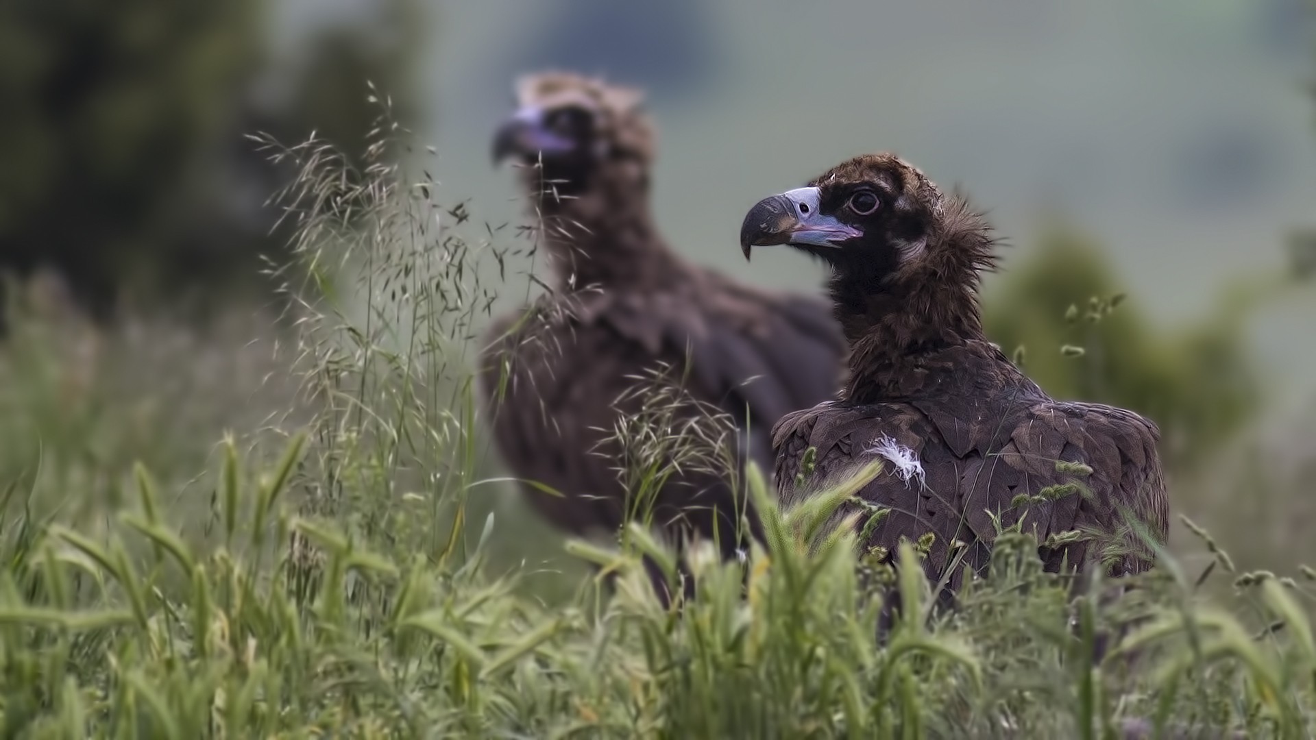 Cinereous Vulture