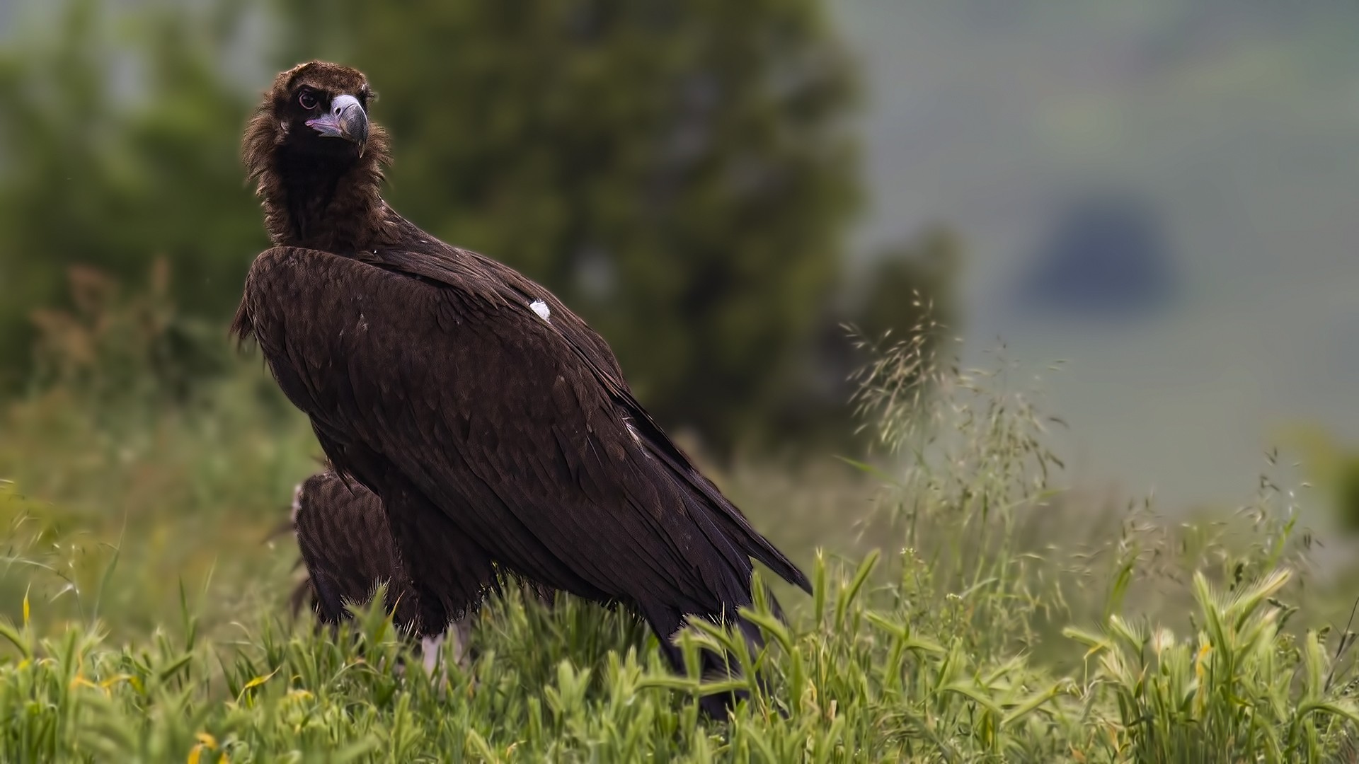 Cinereous Vulture