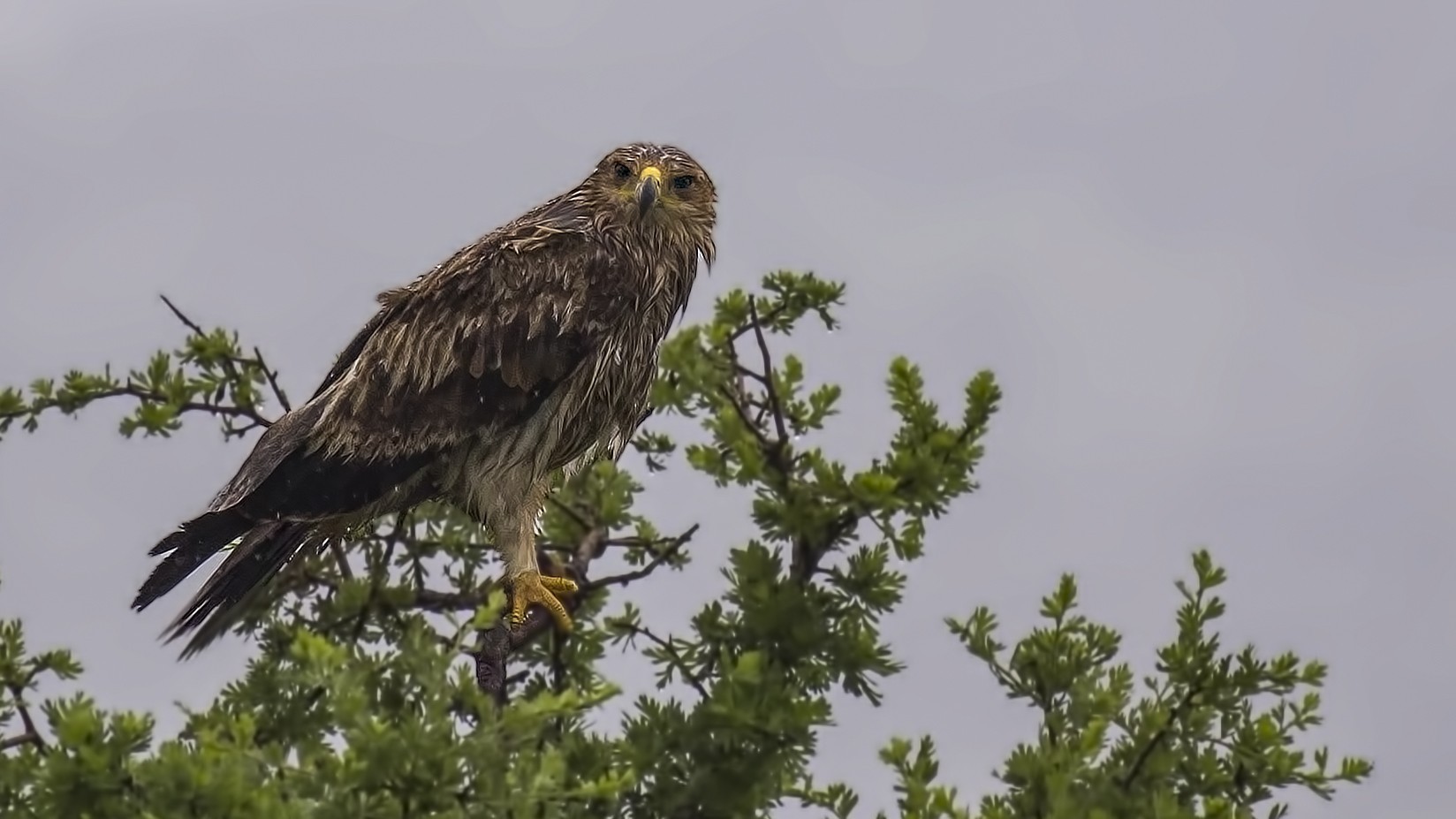Eastern Imperial Eagle
