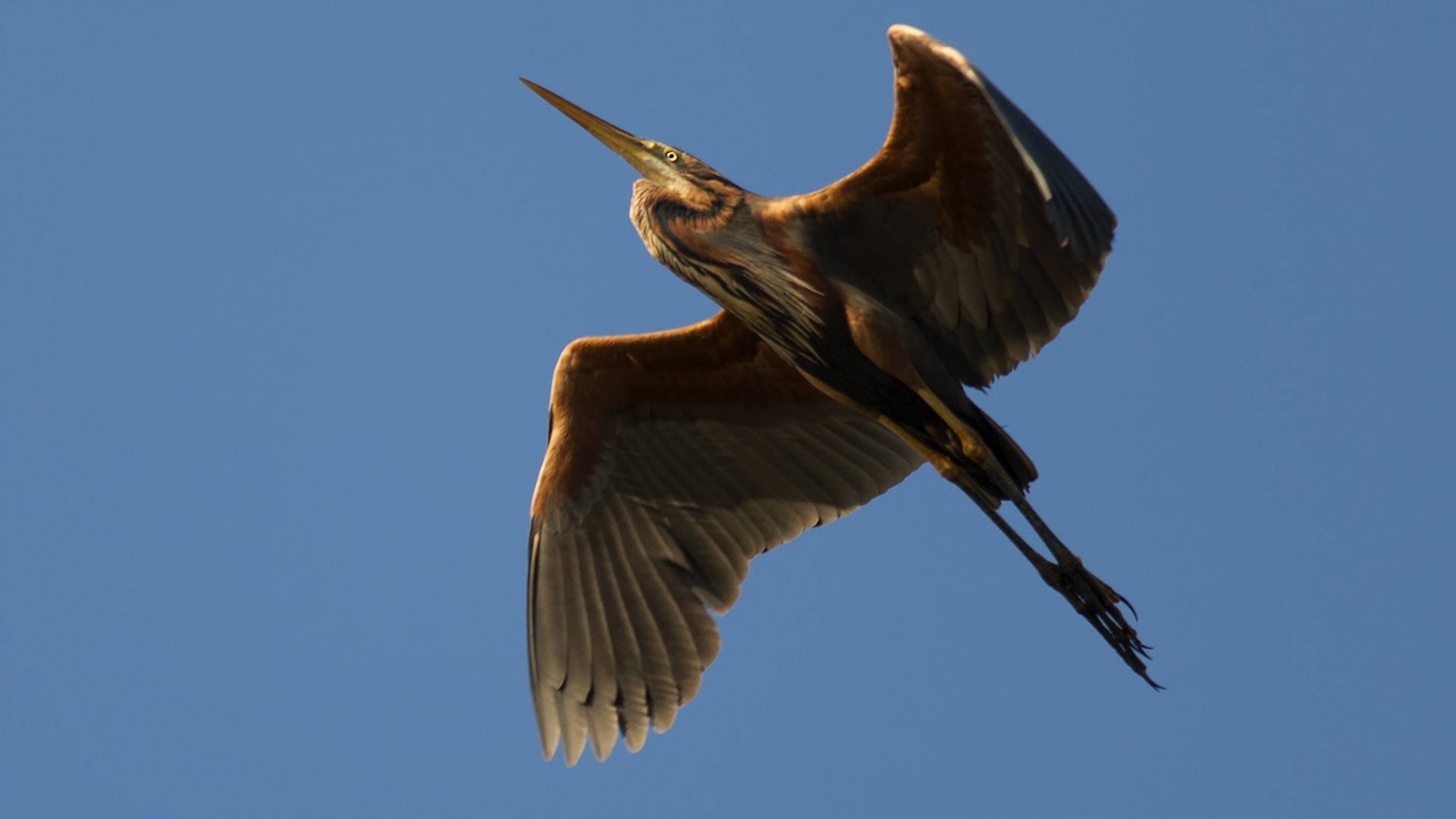 Purple Heron