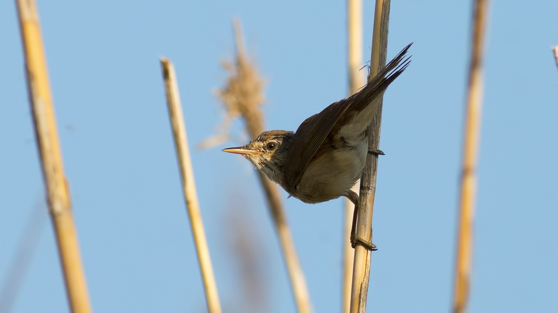 Eurasian Reed-warbler