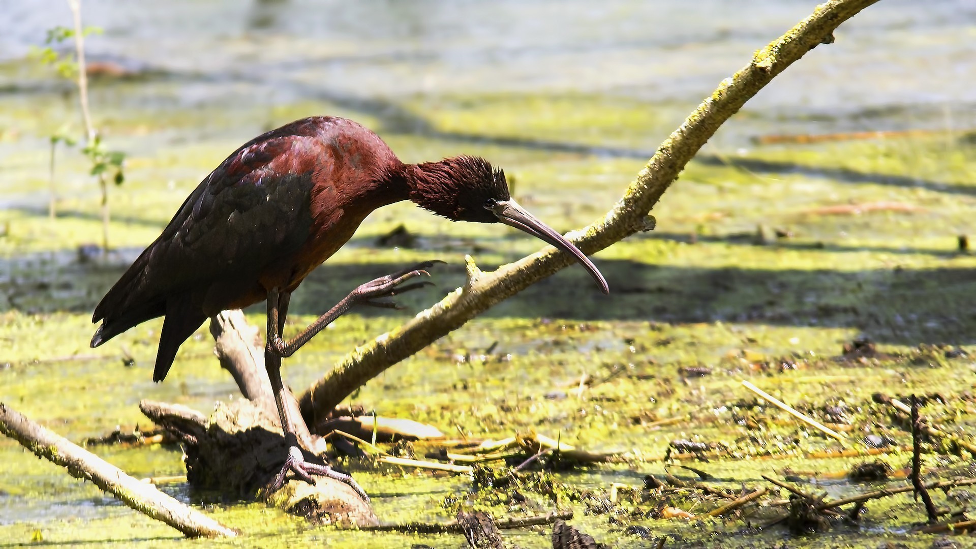 Glossy Ibis