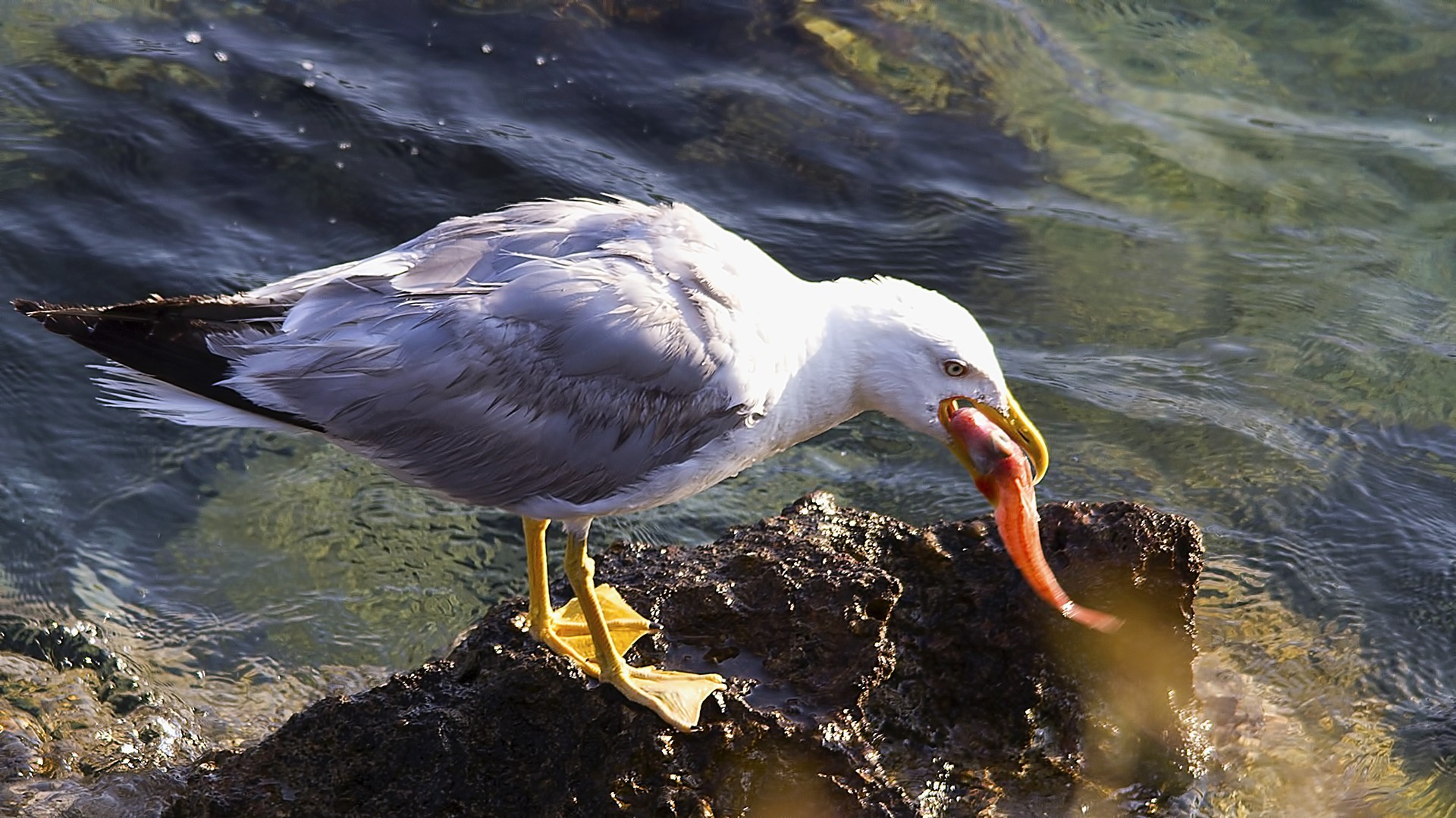 Yellow-legged Gull