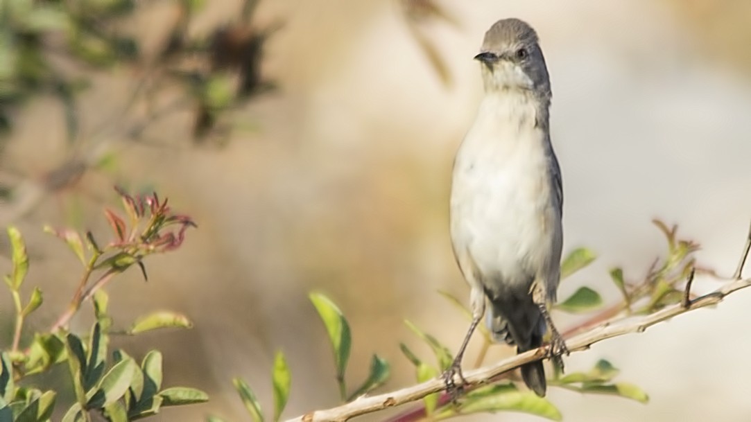 Orphean Warbler