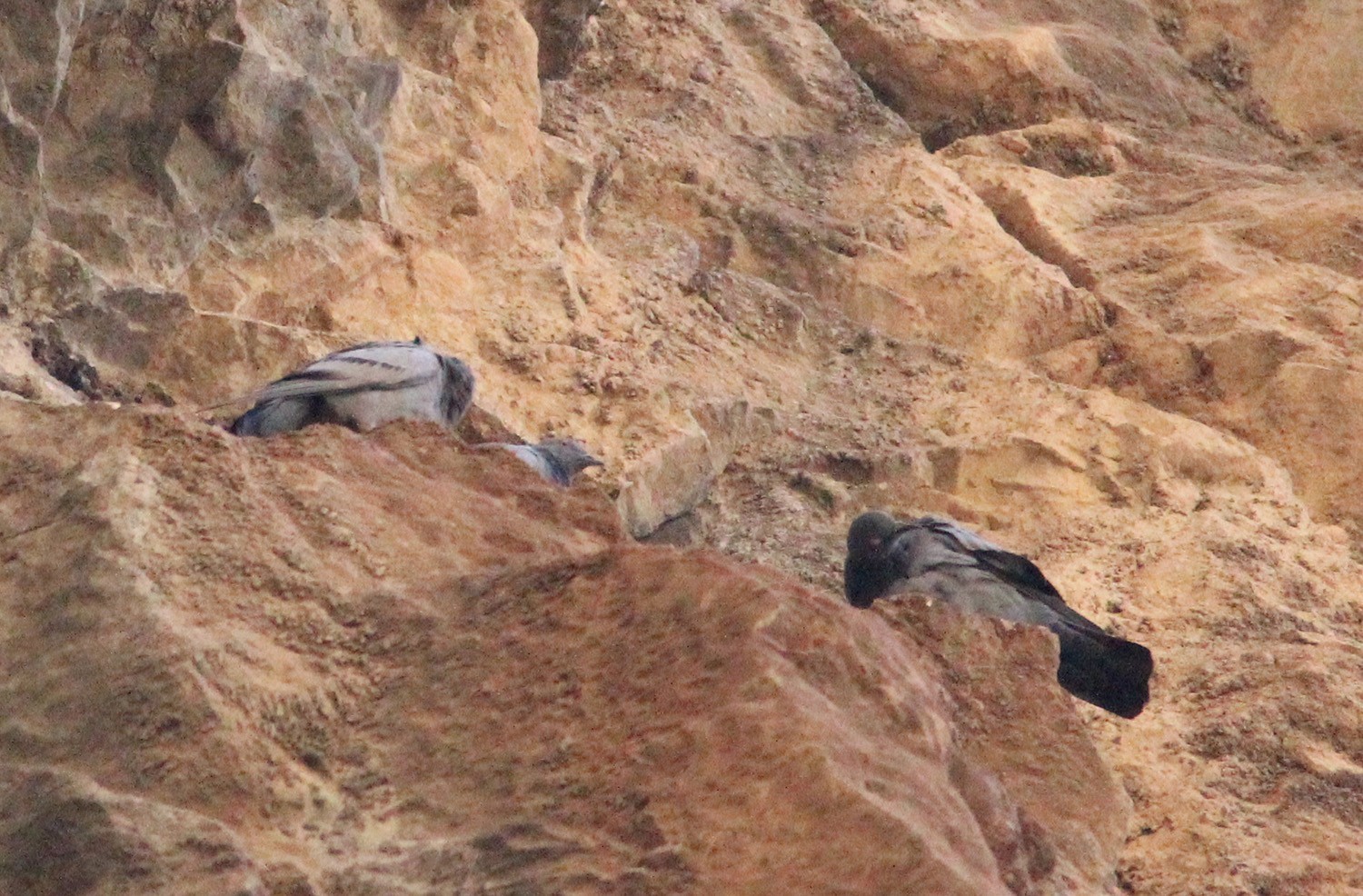 Rock Pigeon