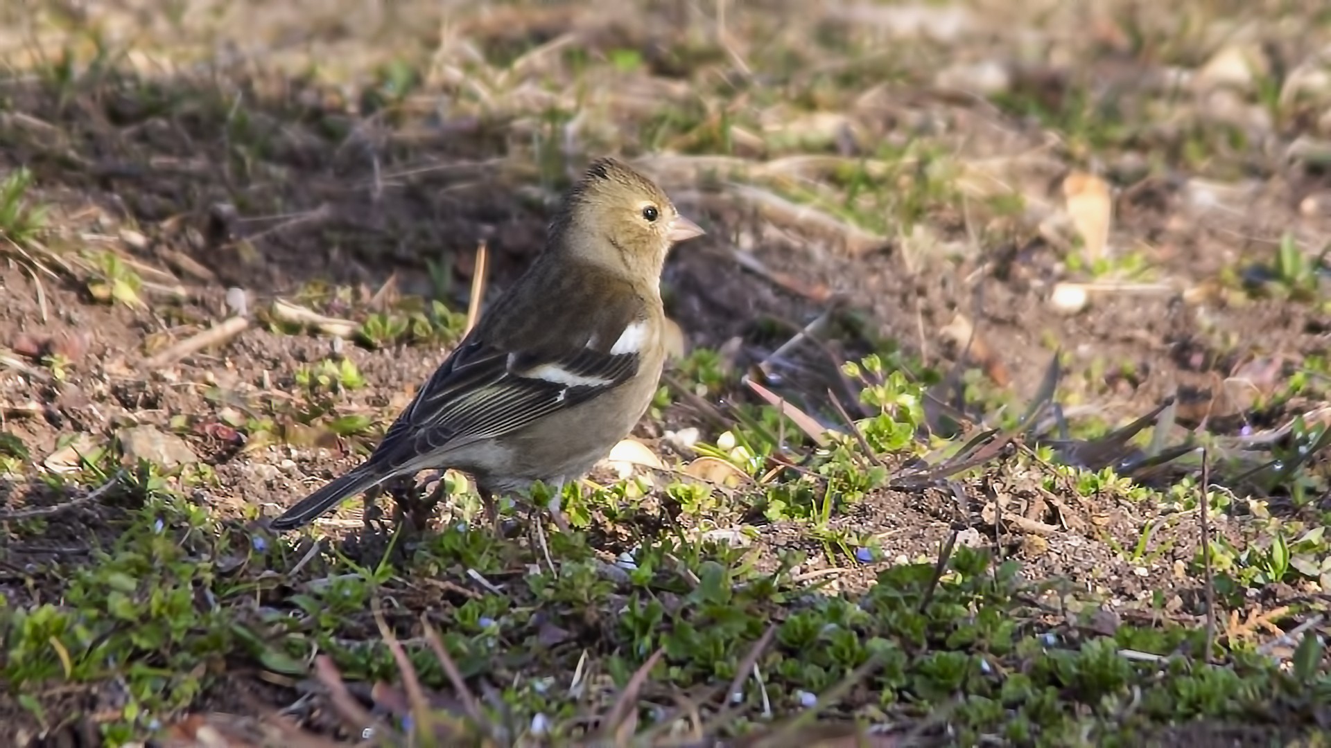 Common Chaffinch