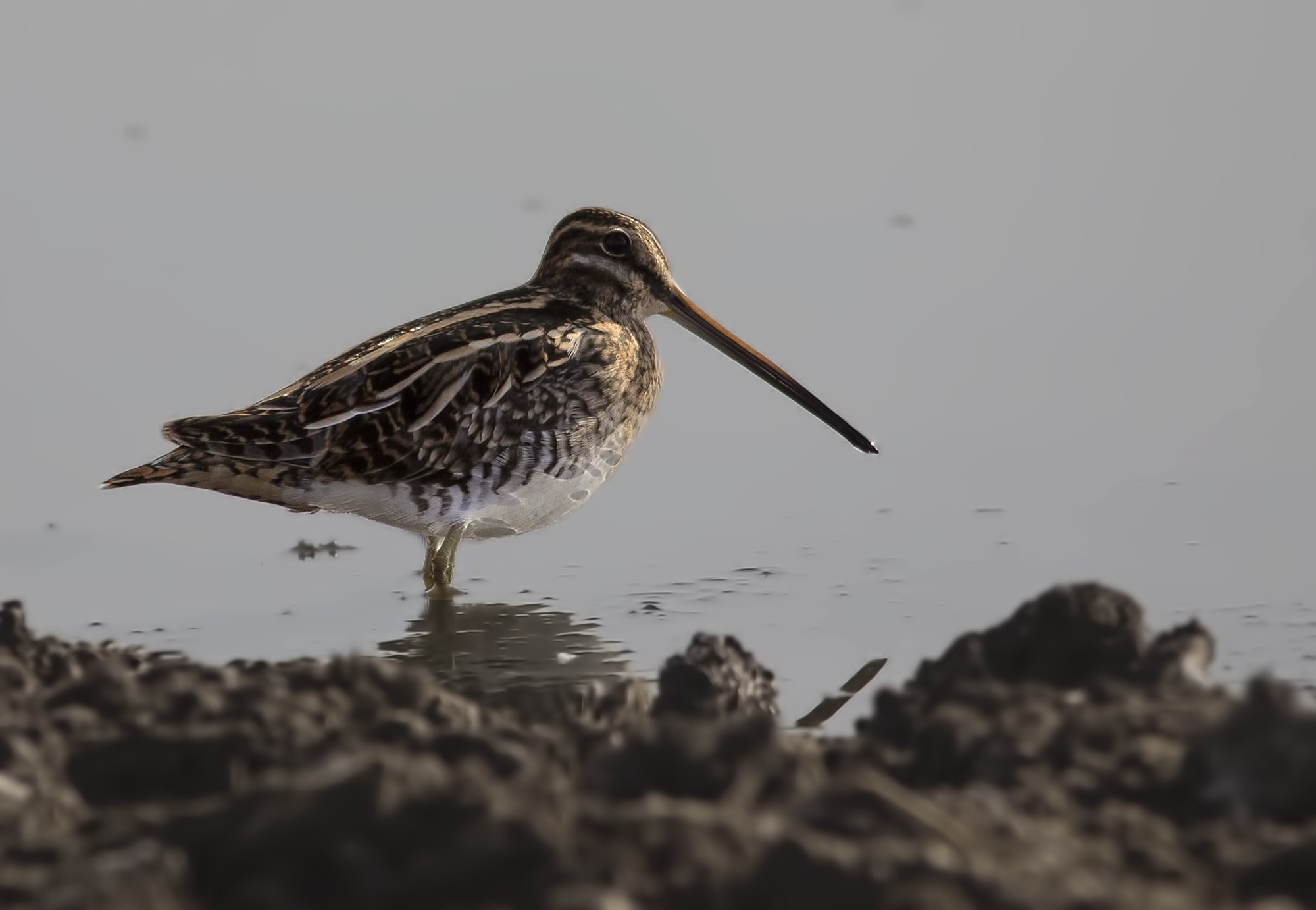 Common Snipe