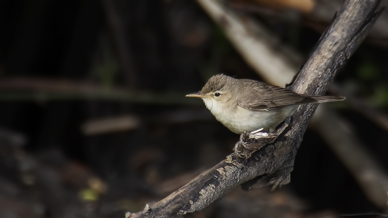 Eastern Olivaceous Warbler