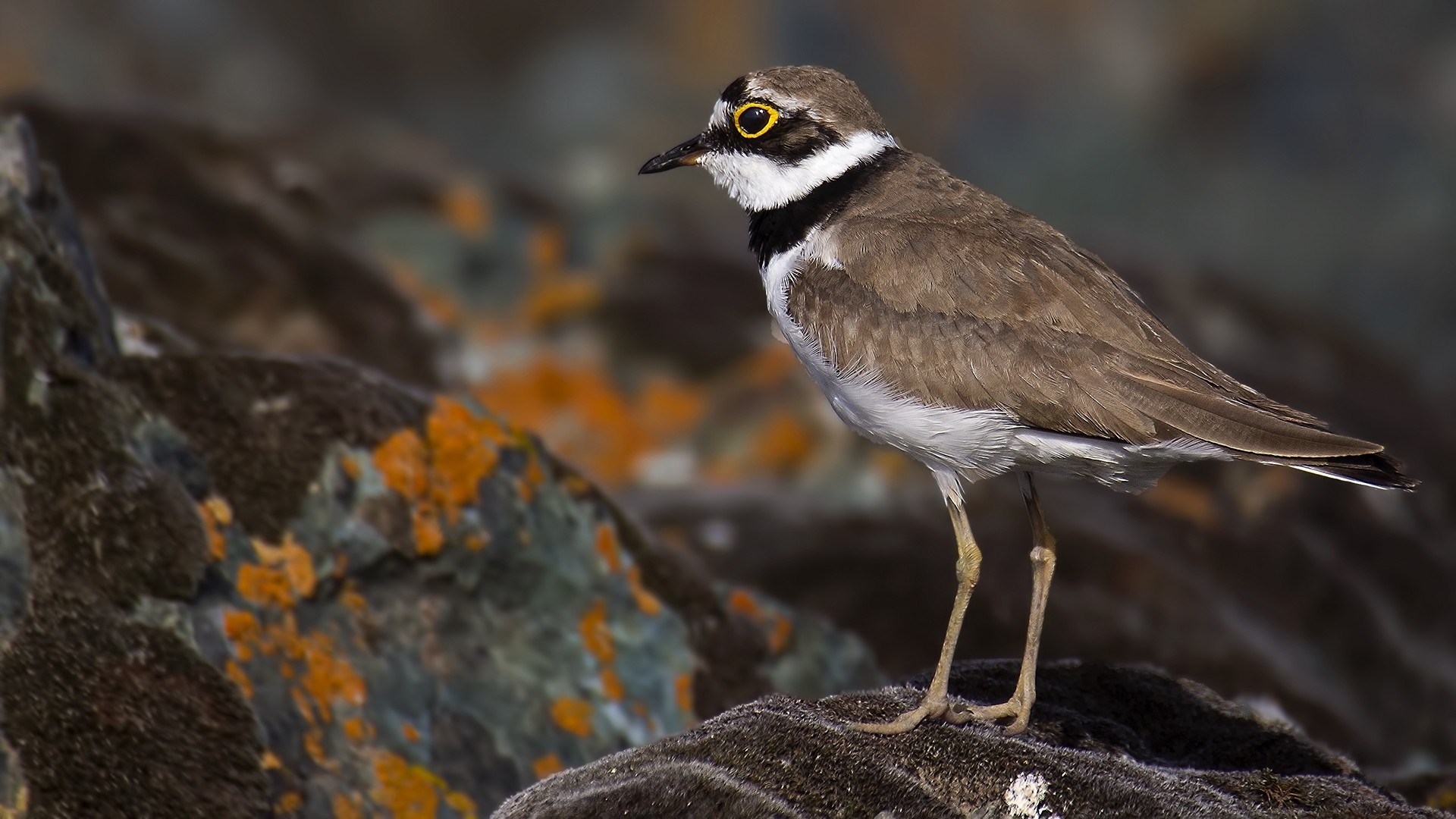 Little Ringed Plover