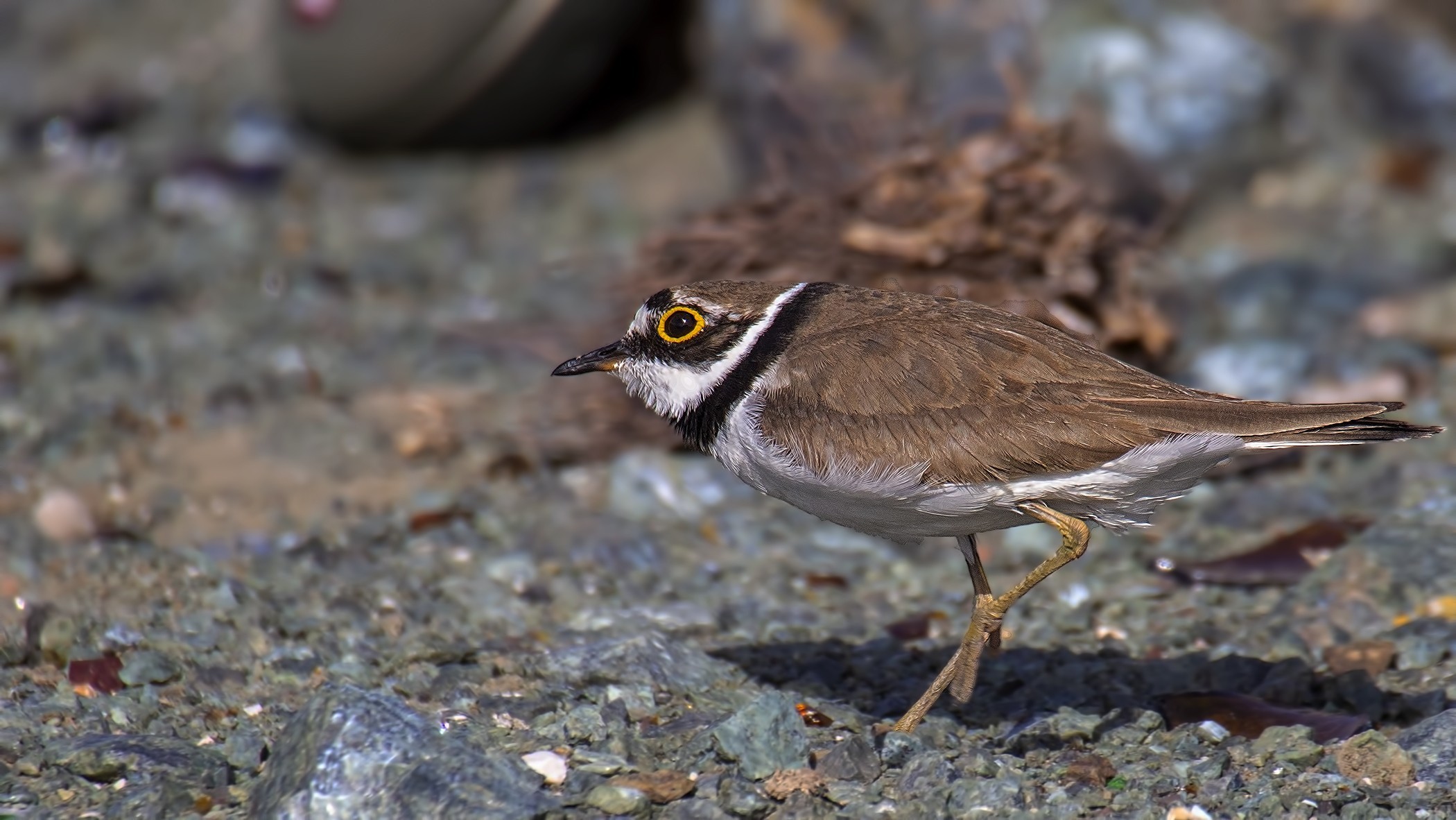 Little Ringed Plover
