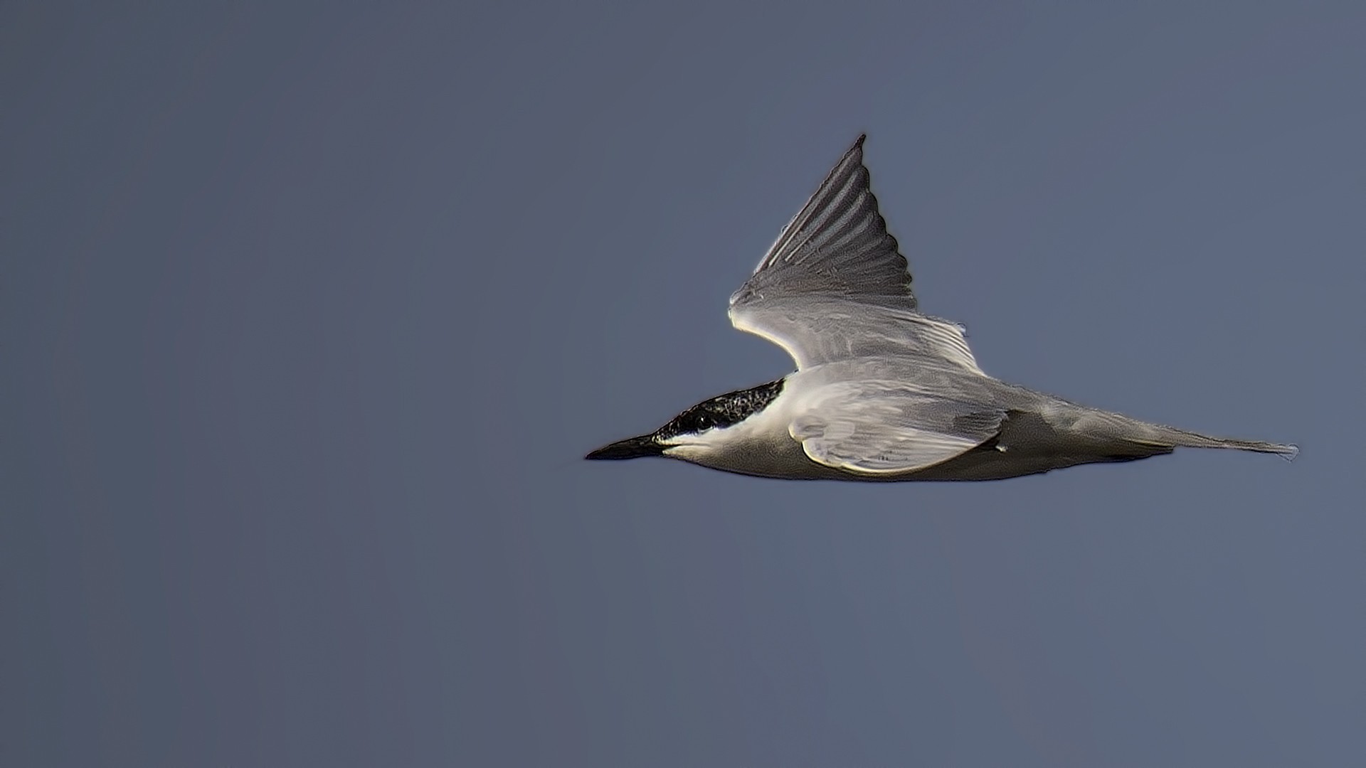 Sandwich Tern