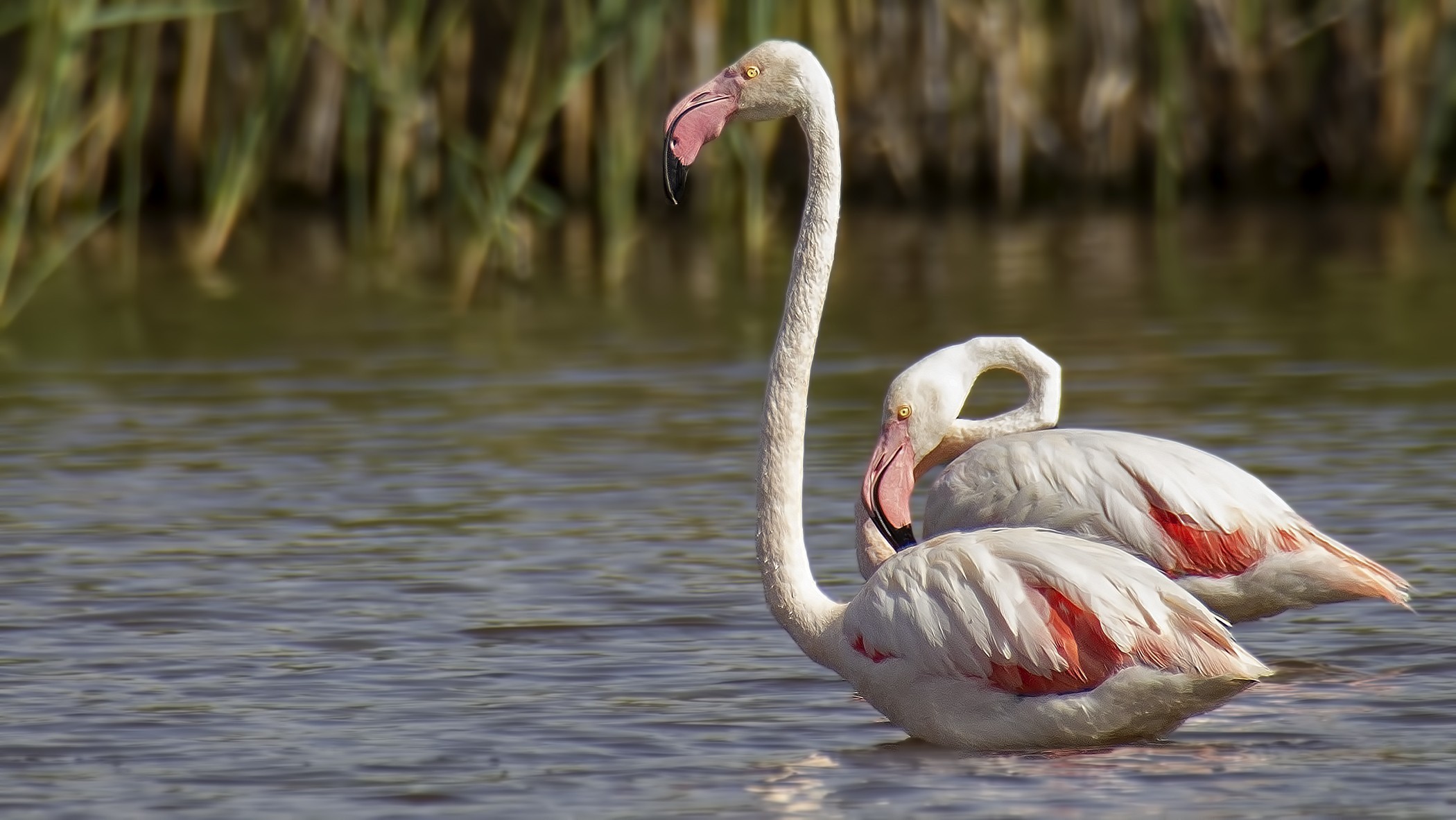 Greater Flamingo