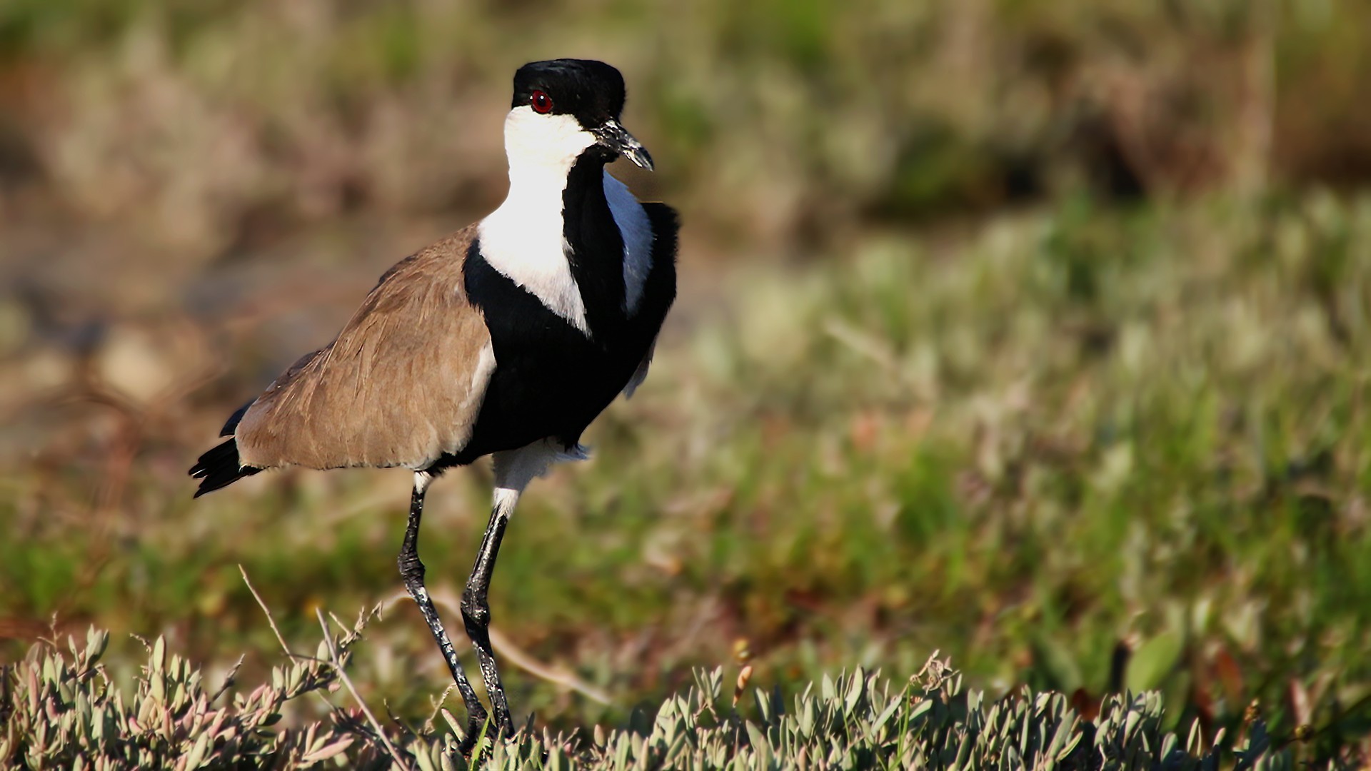 Spur-winged Lapwing