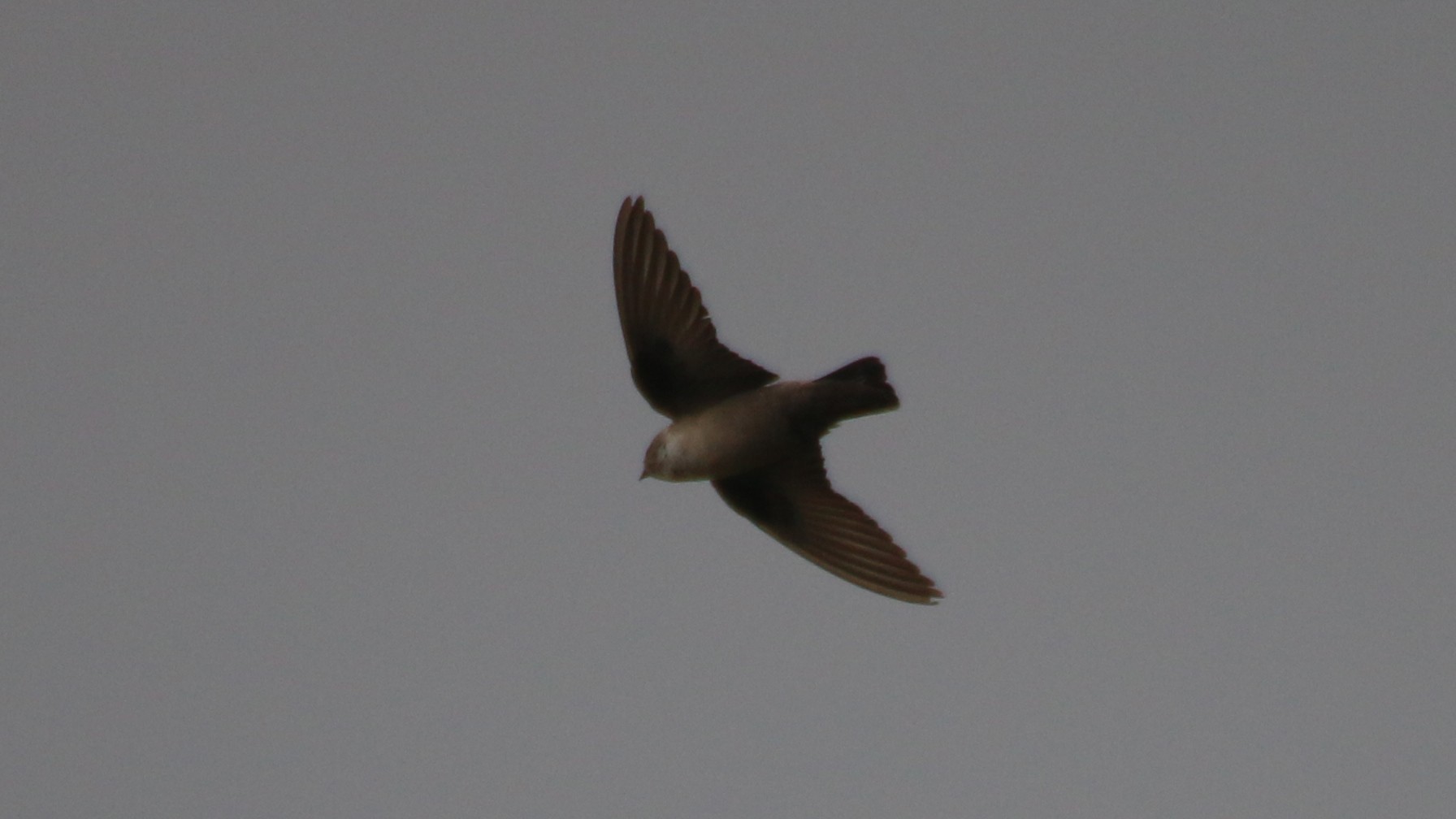 Pallid Swift