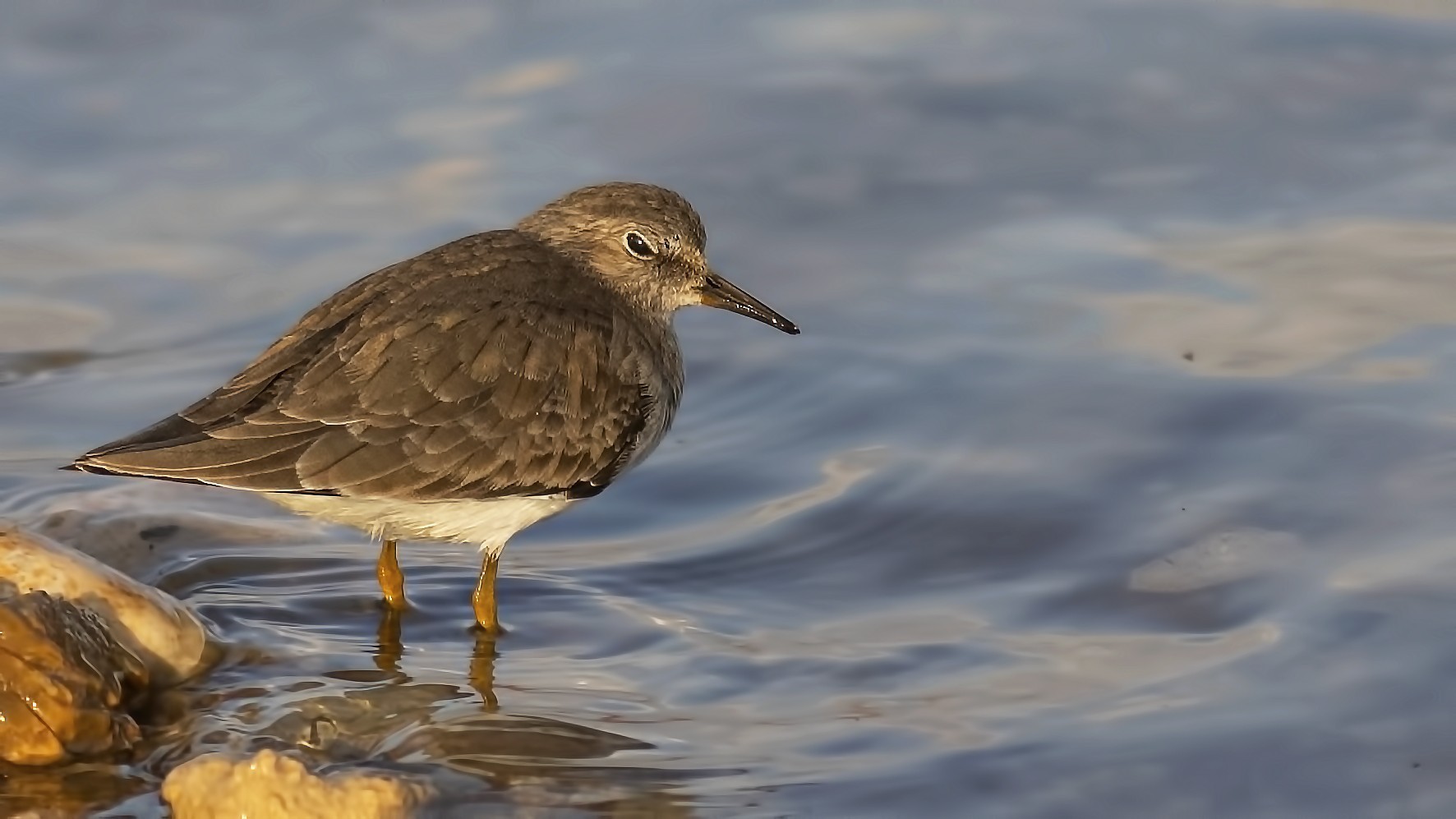 Temminck's Stint