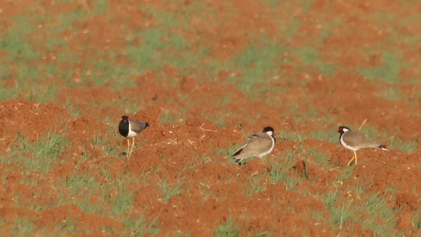 Red-wattled Lapwing