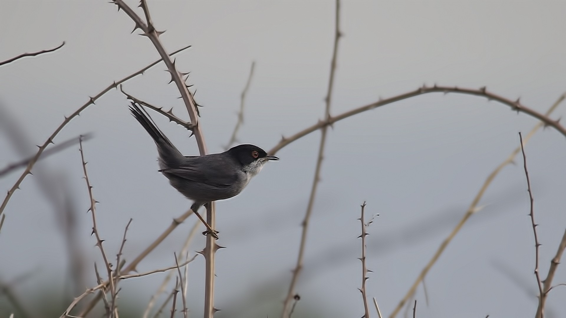Sardinian Warbler