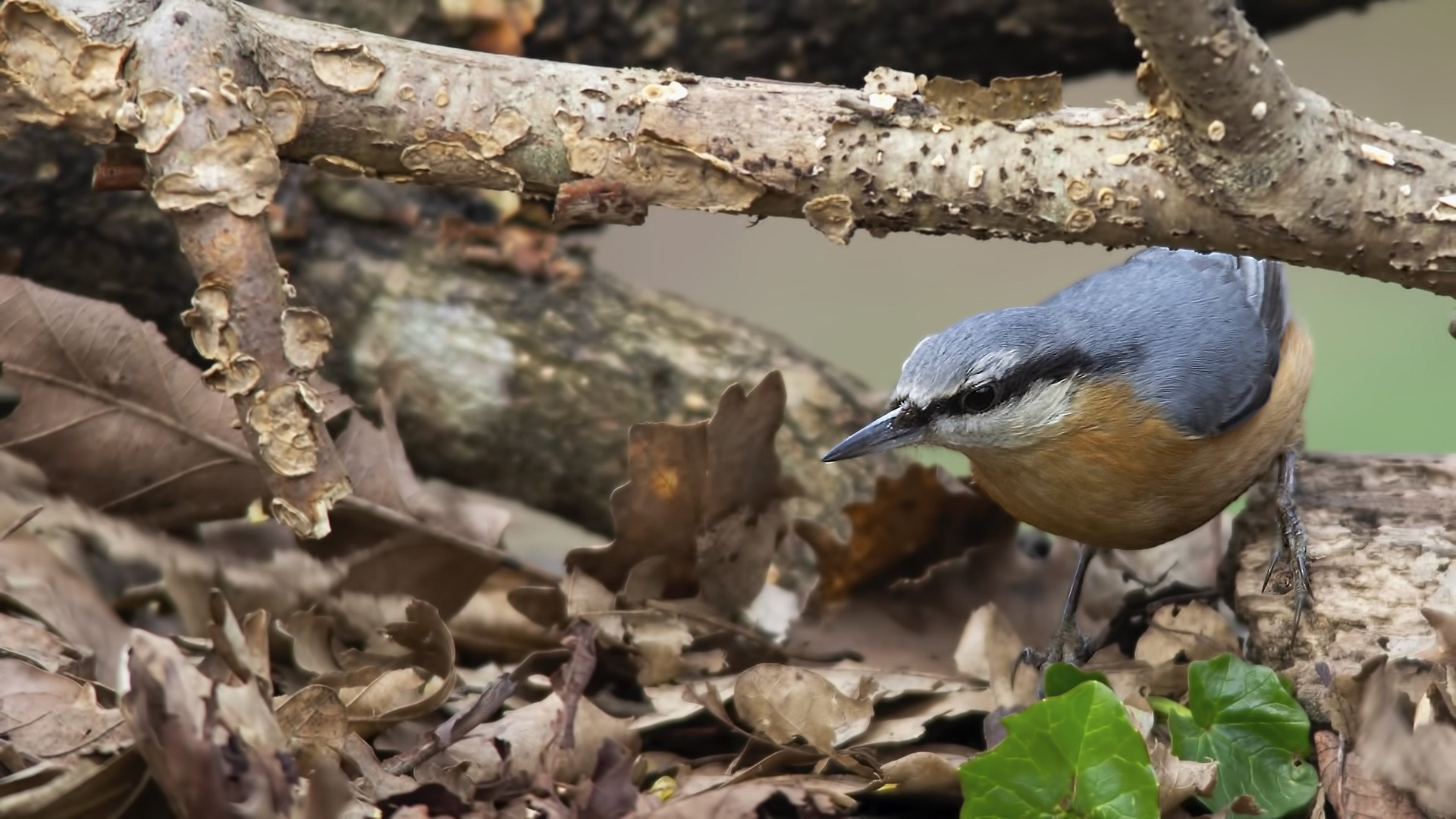 Eurasian Nuthatch