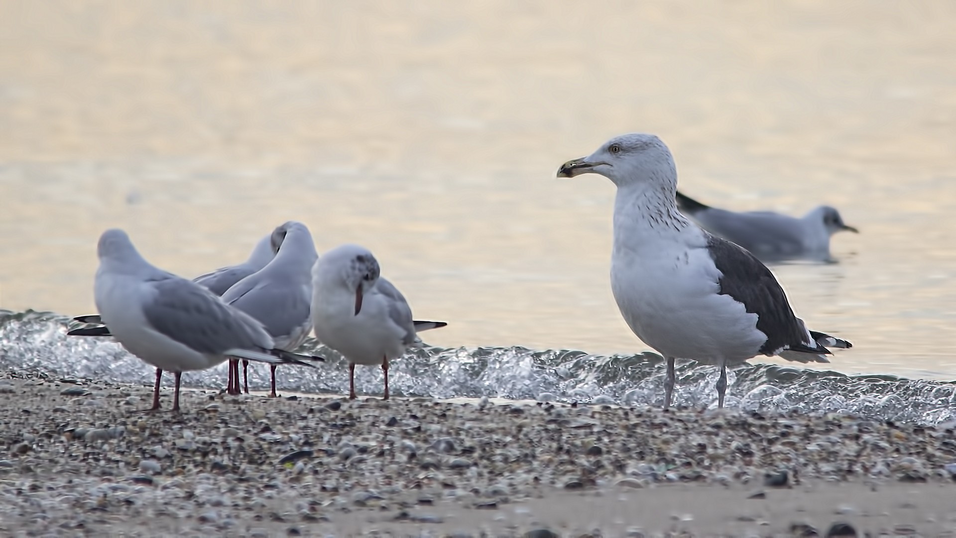 Great Black-backed Gull