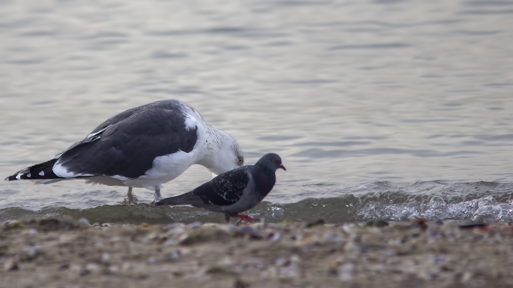 Great Black-backed Gull