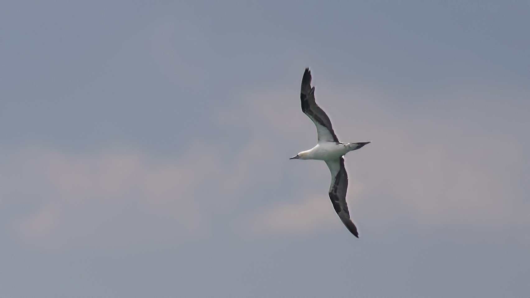 Northern Gannet