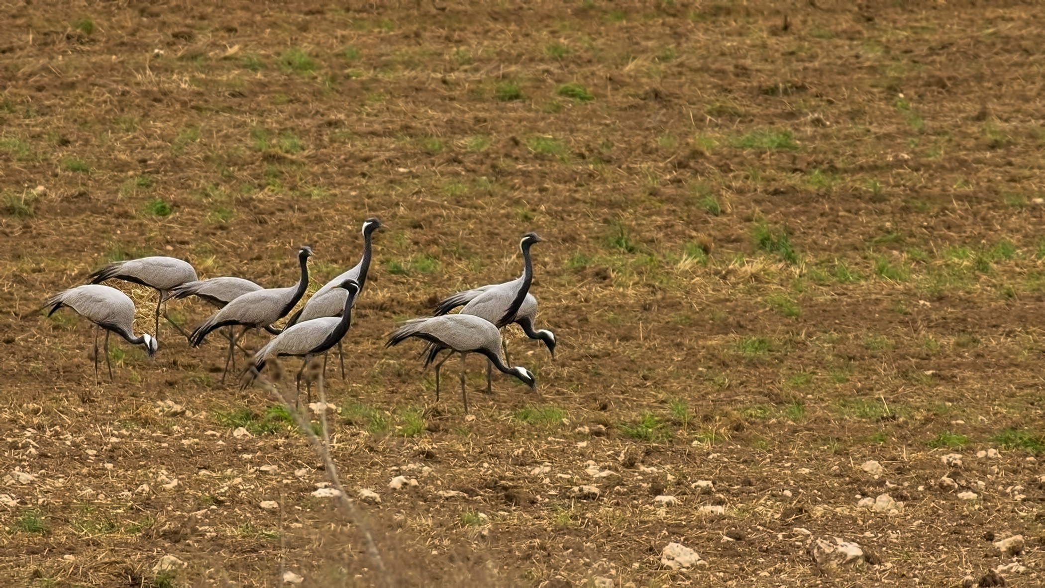 Demoiselle Crane