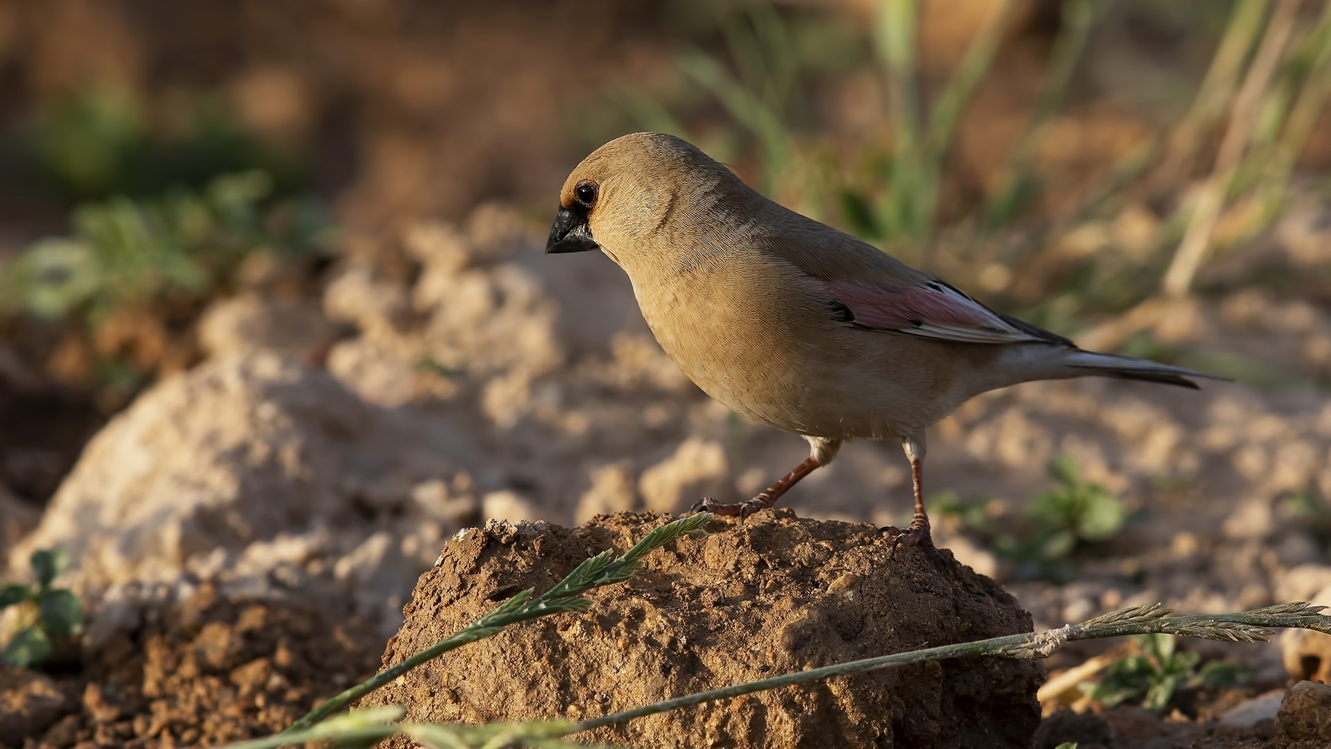 Desert Finch