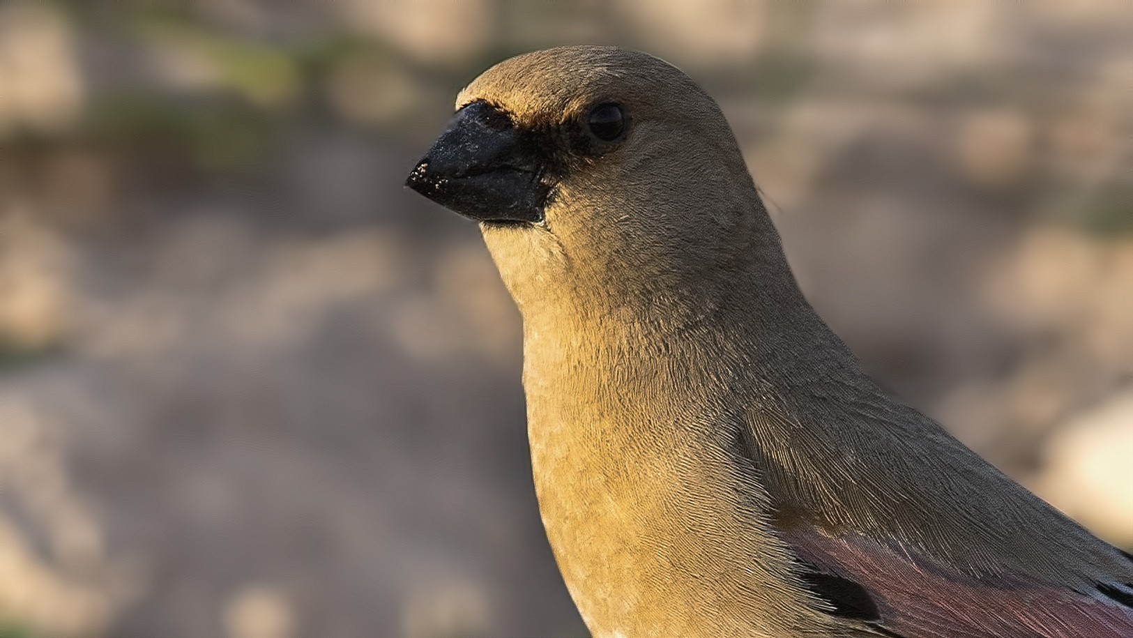 Desert Finch