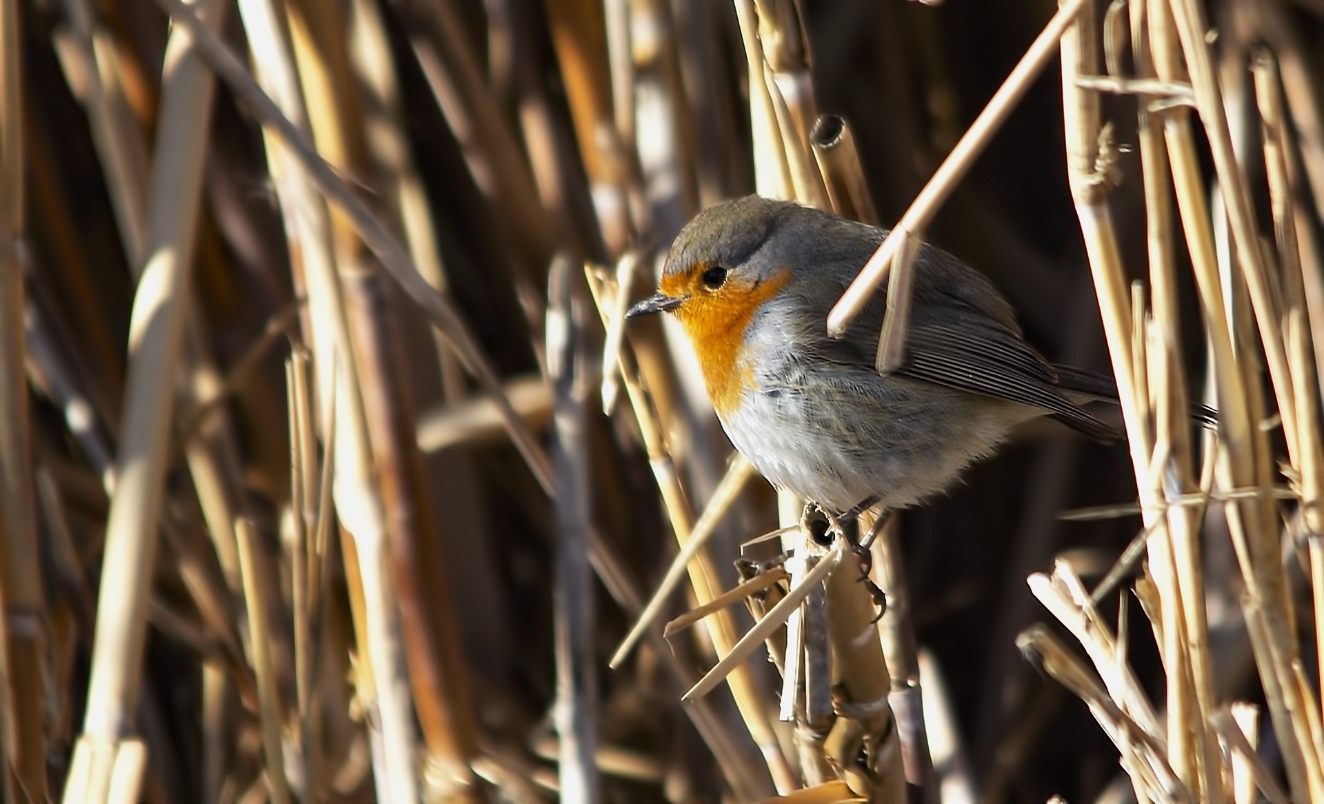 European Robin