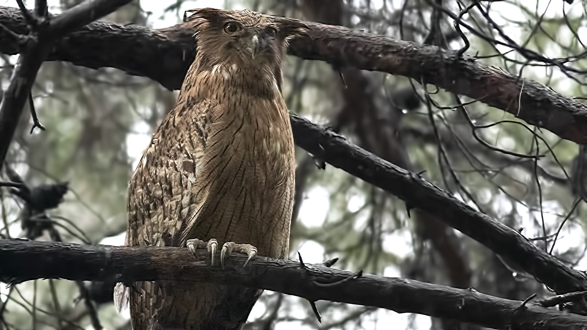 Brown Fish-owl