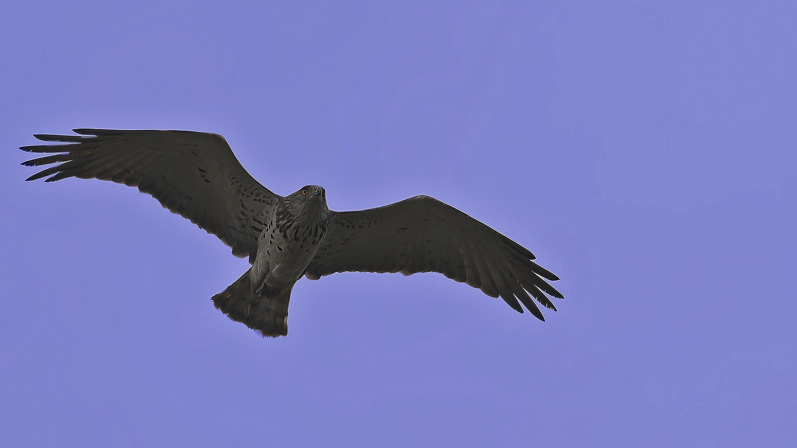 Short-toed Snake-Eagle