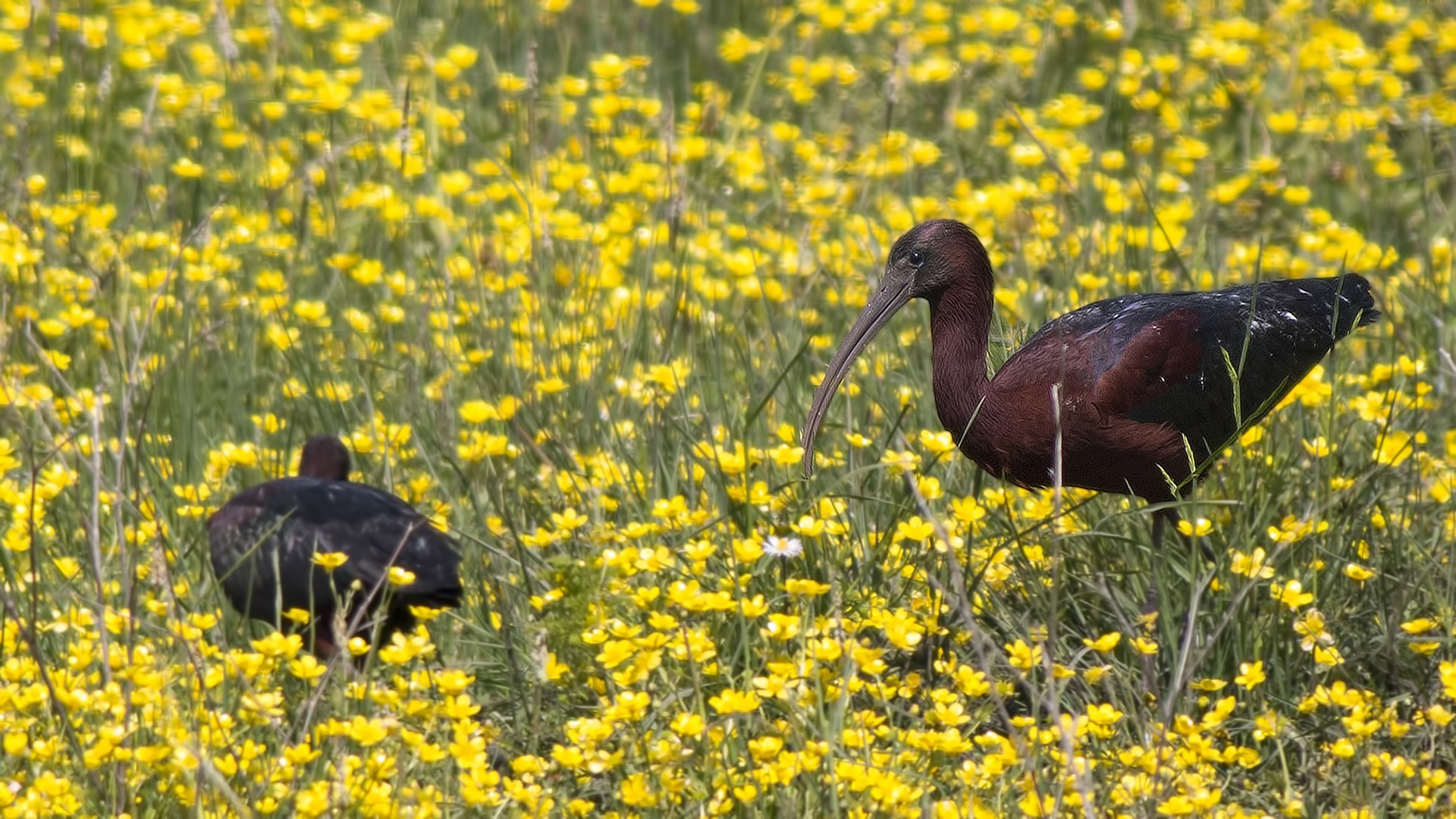 Glossy Ibis