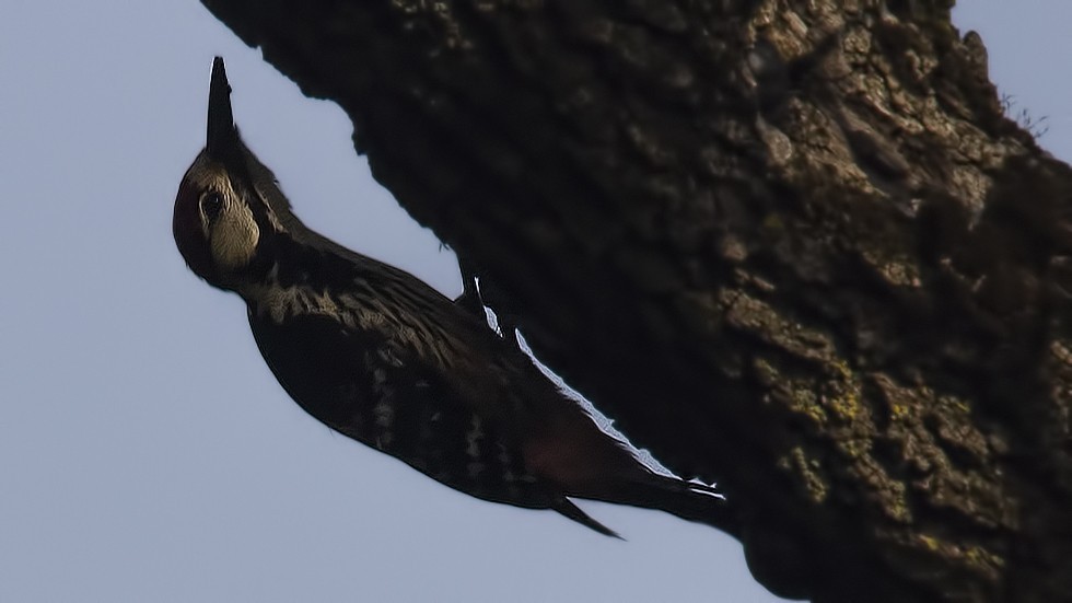 White-backed Woodpecker